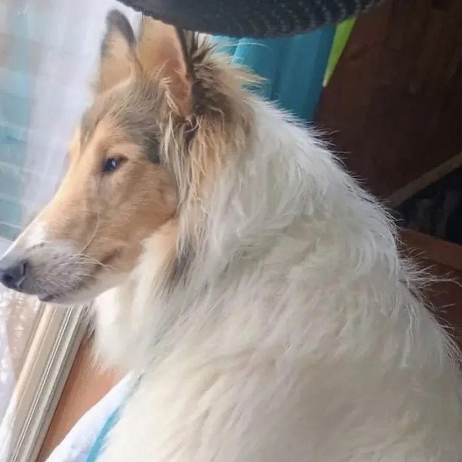Laddie adoption pending, Adopted, Young Male Collie.