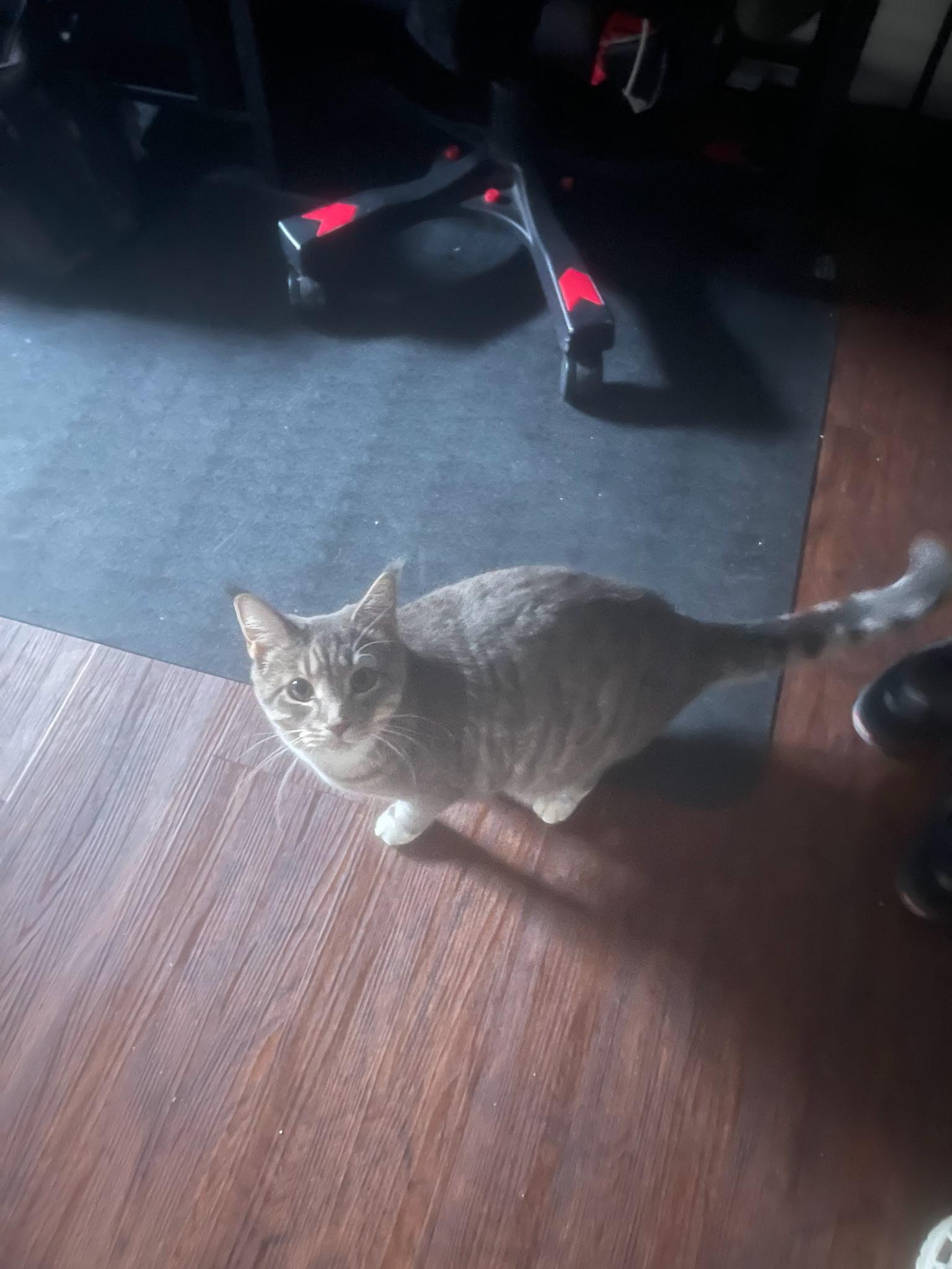 Enlarge Neby, a ADOPTABLE Tabby in Brooklyn, NY image 1/1