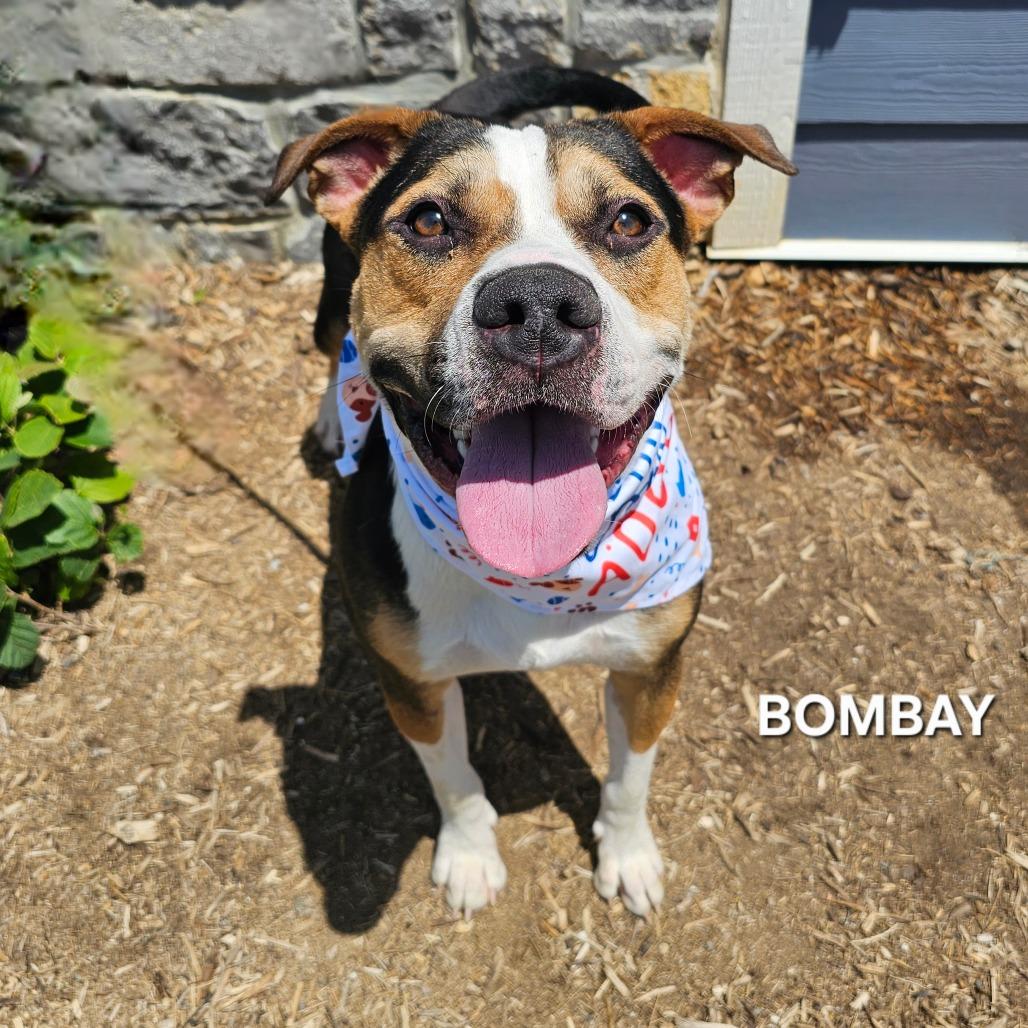 Bombay, Adoptable, Adult Male Mixed Breed & Mixed Breed.