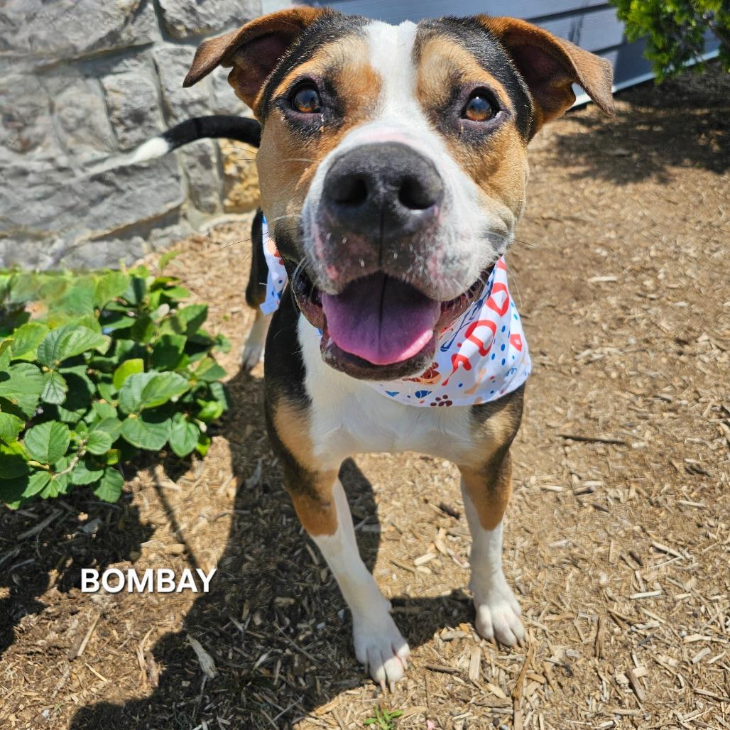 Bombay, a Adoptable mixed breed in Madisonville, TN image 2/6