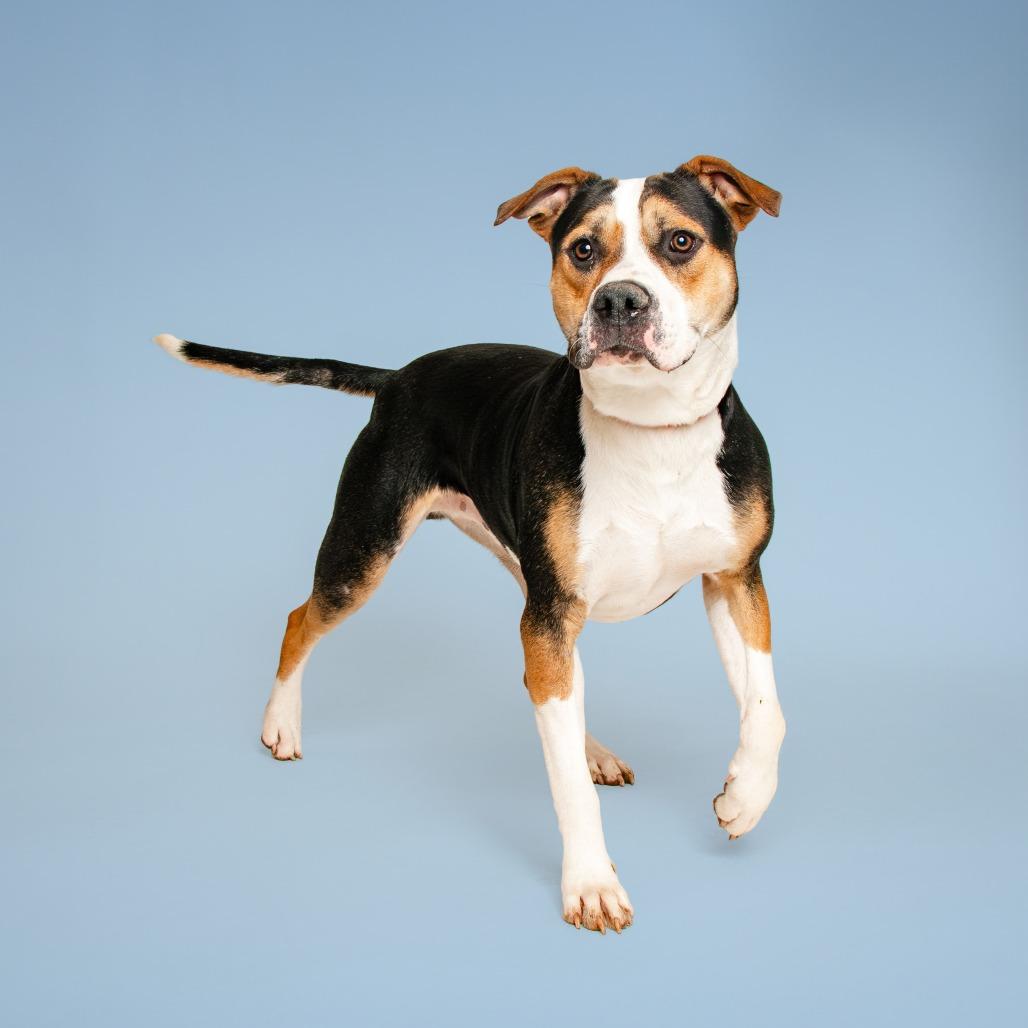 Bombay, a Adoptable mixed breed in Madisonville, TN image 3/6