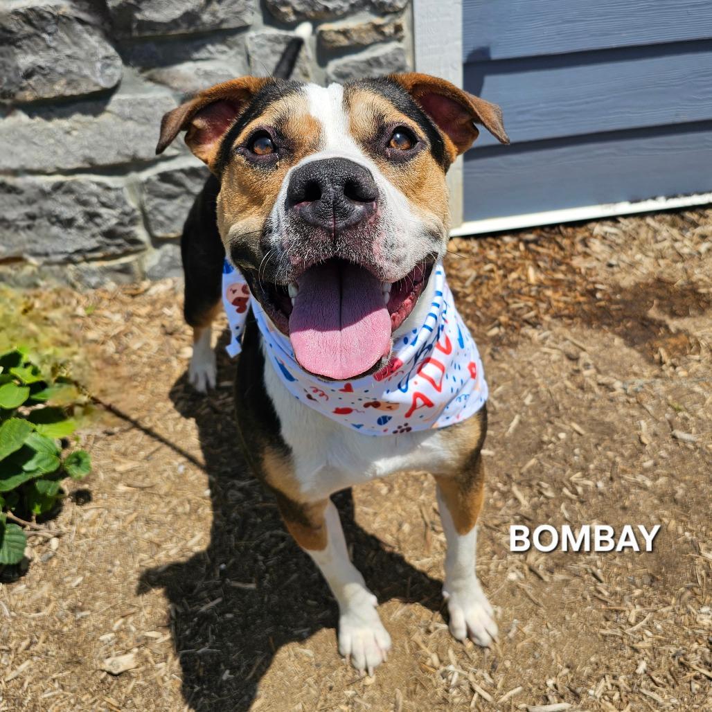 Bombay, a Adoptable mixed breed in Madisonville, TN image 4/6