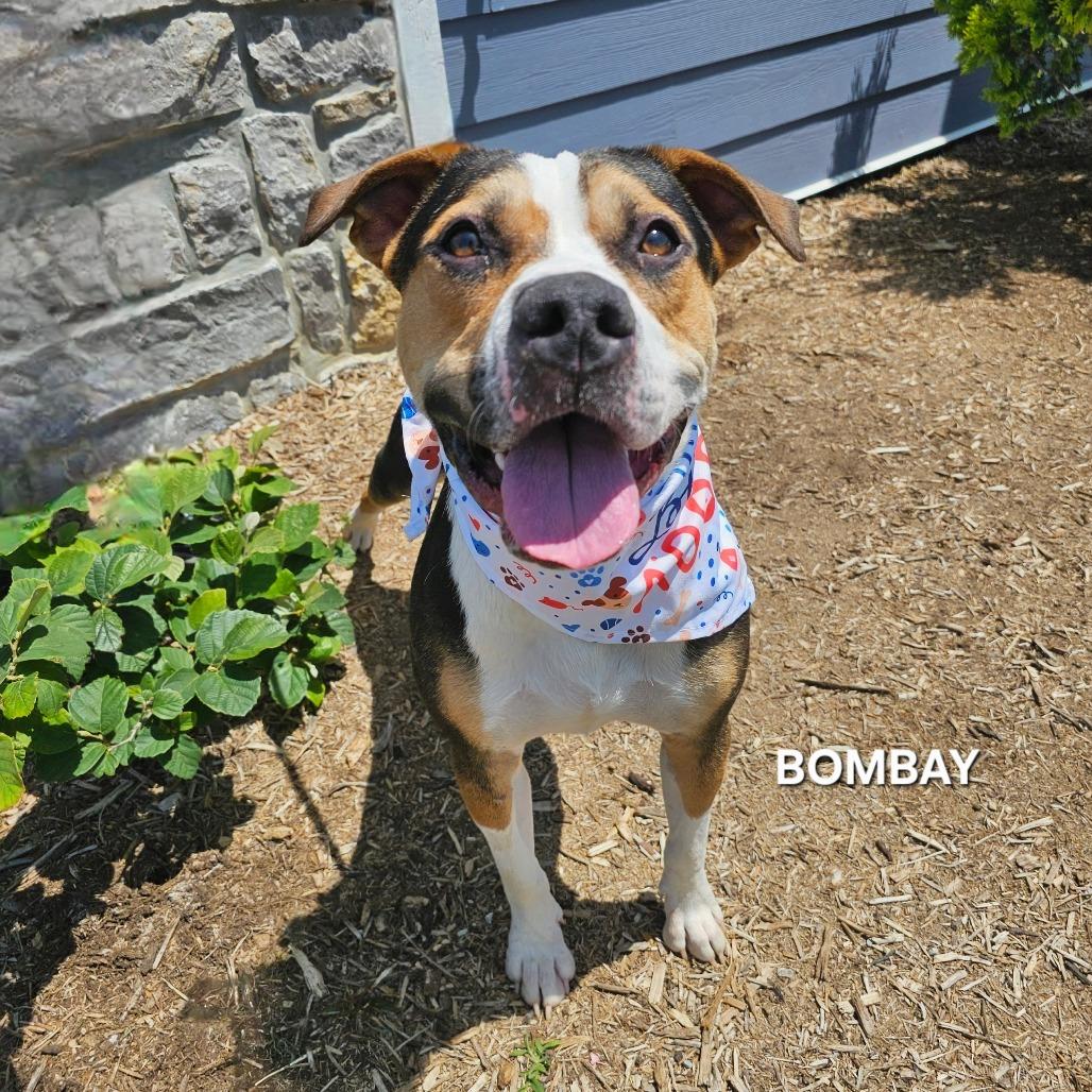 Bombay, a Adoptable mixed breed in Madisonville, TN image 5/6