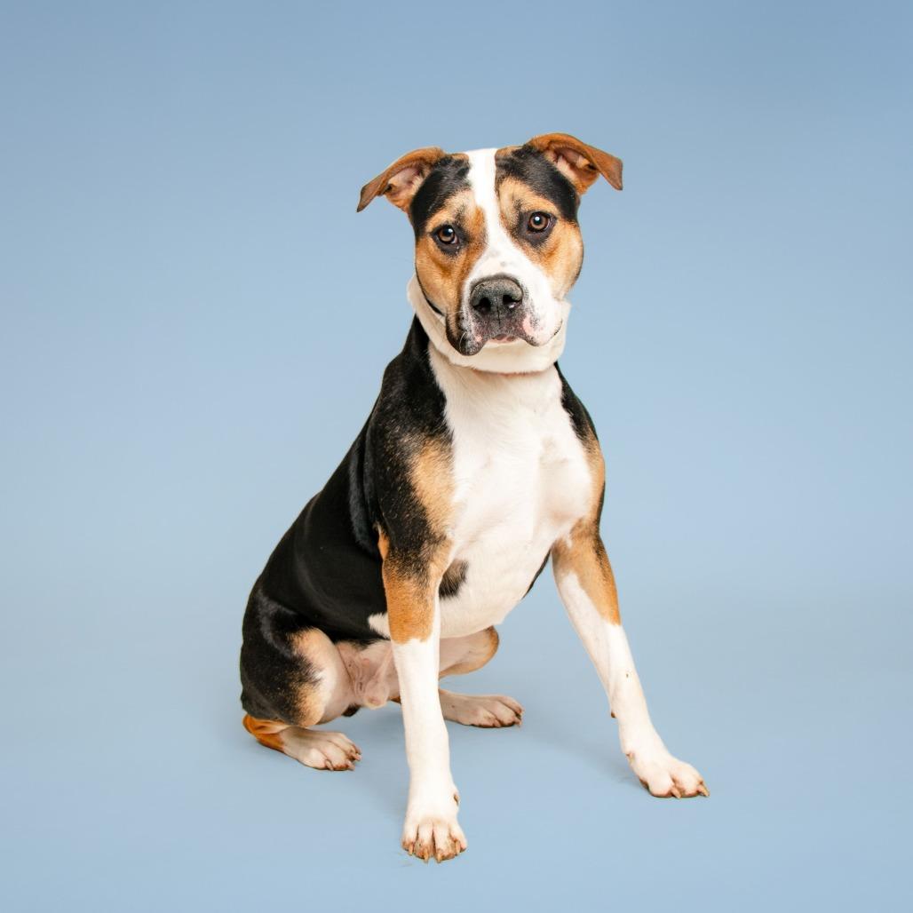 Bombay, a Adoptable mixed breed in Madisonville, TN image 6/6