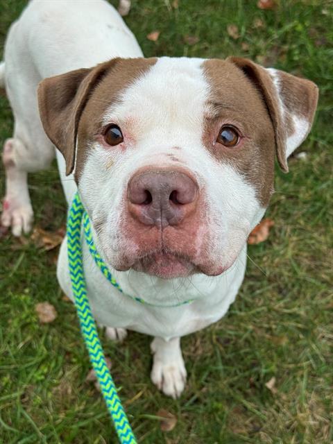 Enlarge SPOT, a Adoptable mixed breed in Olivette, MO image 1/1