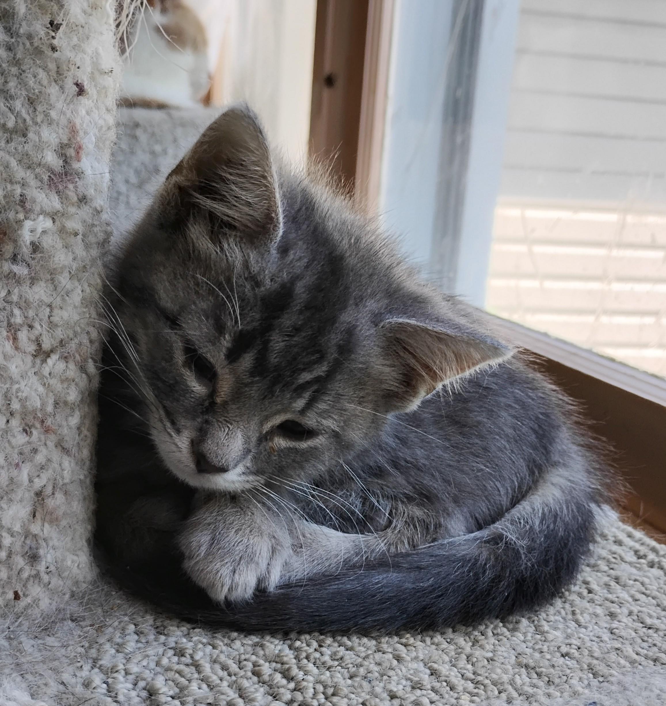Jaimie, an adopted Domestic Medium Hair in Battle Creek, MI image 3/3