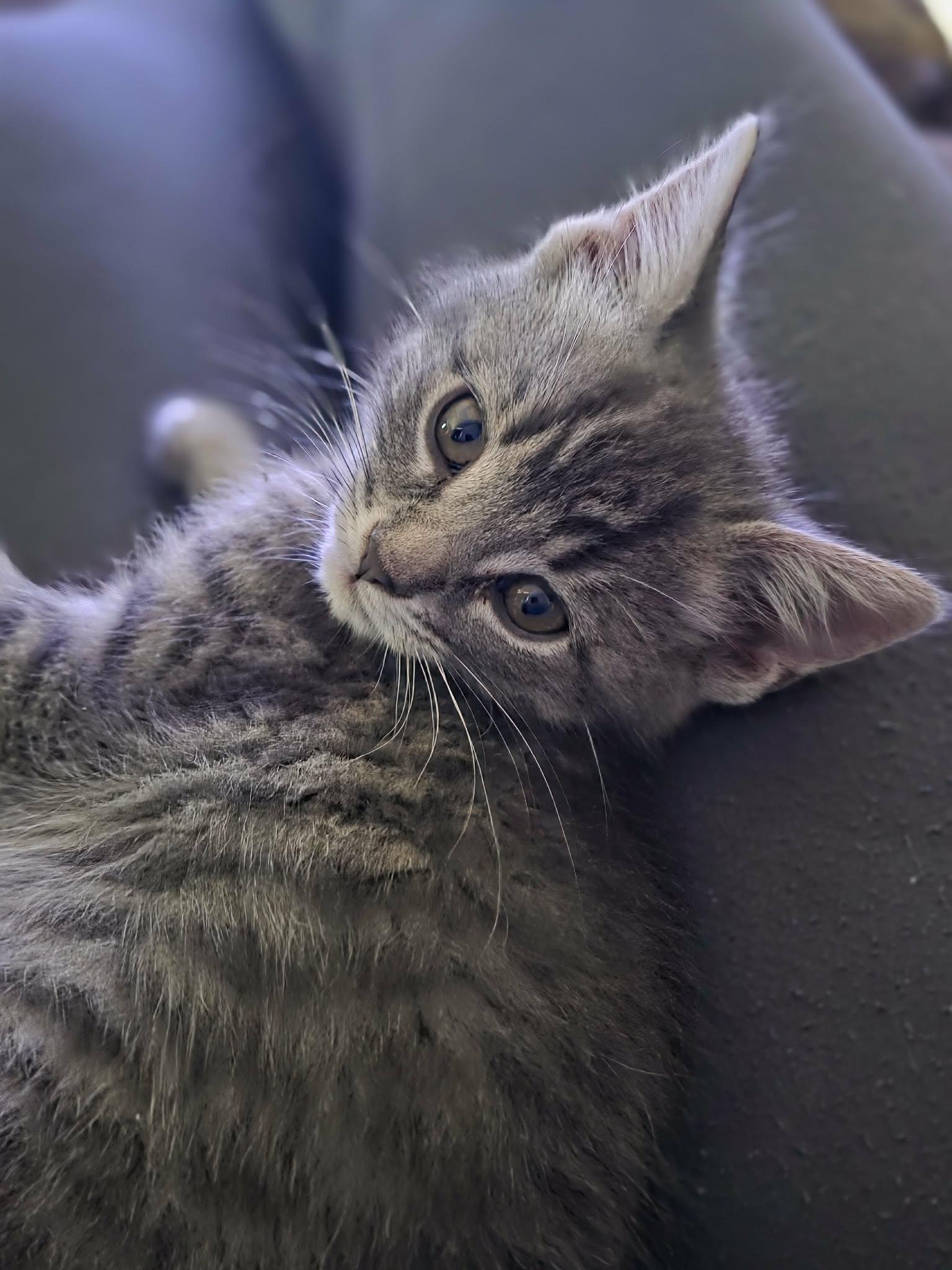 Jaimie, ADOPTABLE, Kitten Female Domestic Medium Hair.