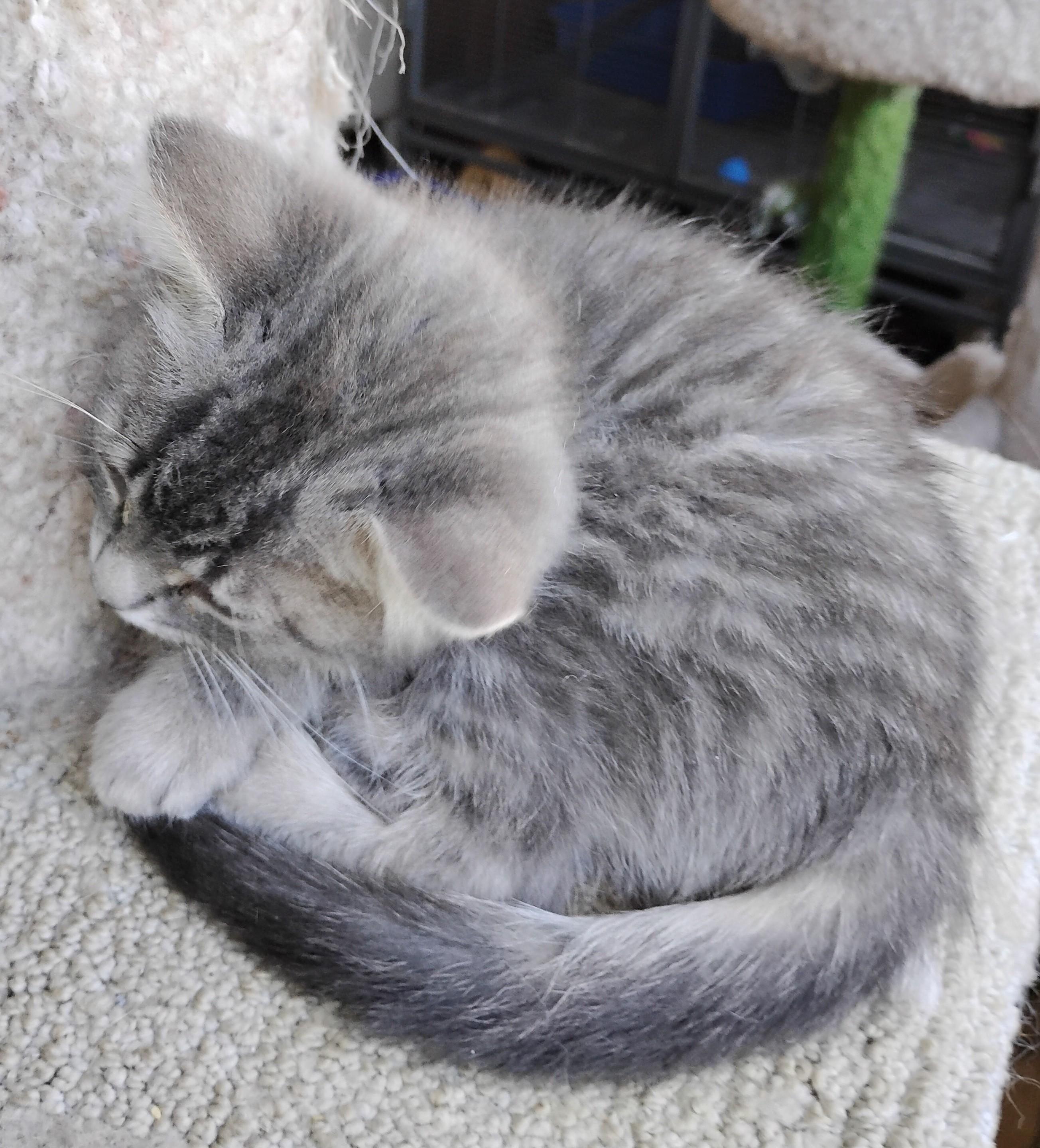 Jaimie, an adopted Domestic Medium Hair in Battle Creek, MI image 2/3