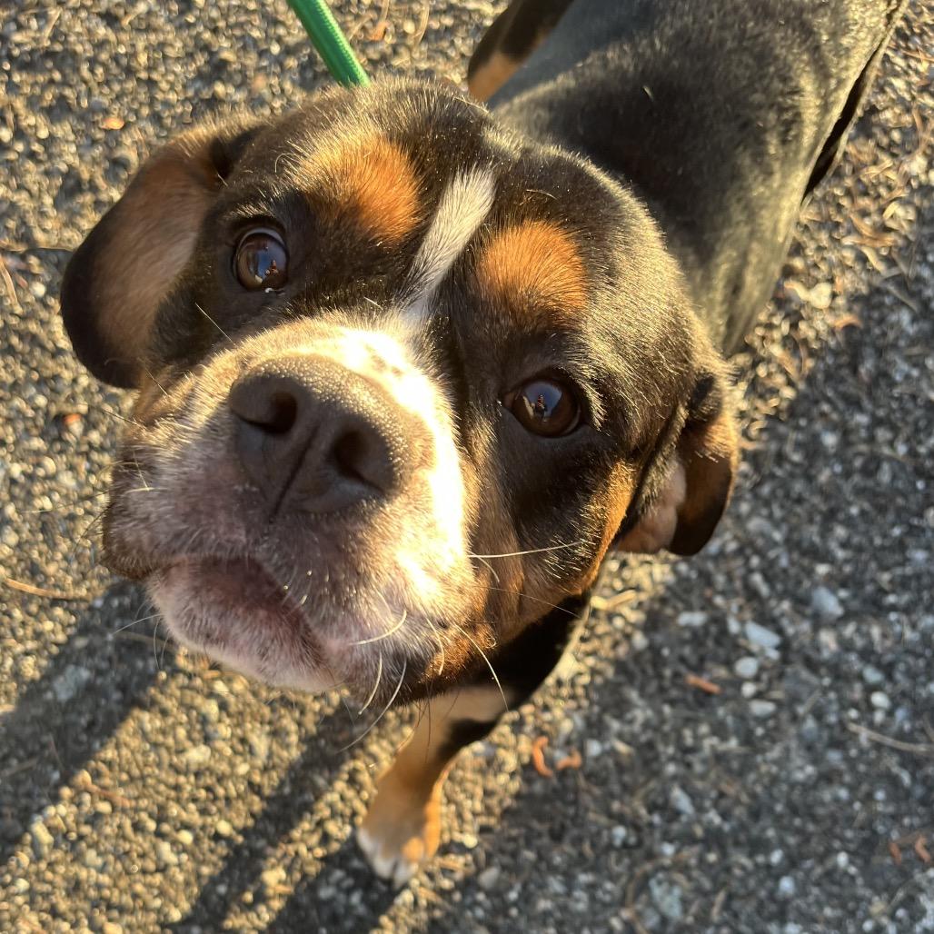 Enlarge Matthew, a Adoptable mixed breed in Richmond Hill, GA image 1/1