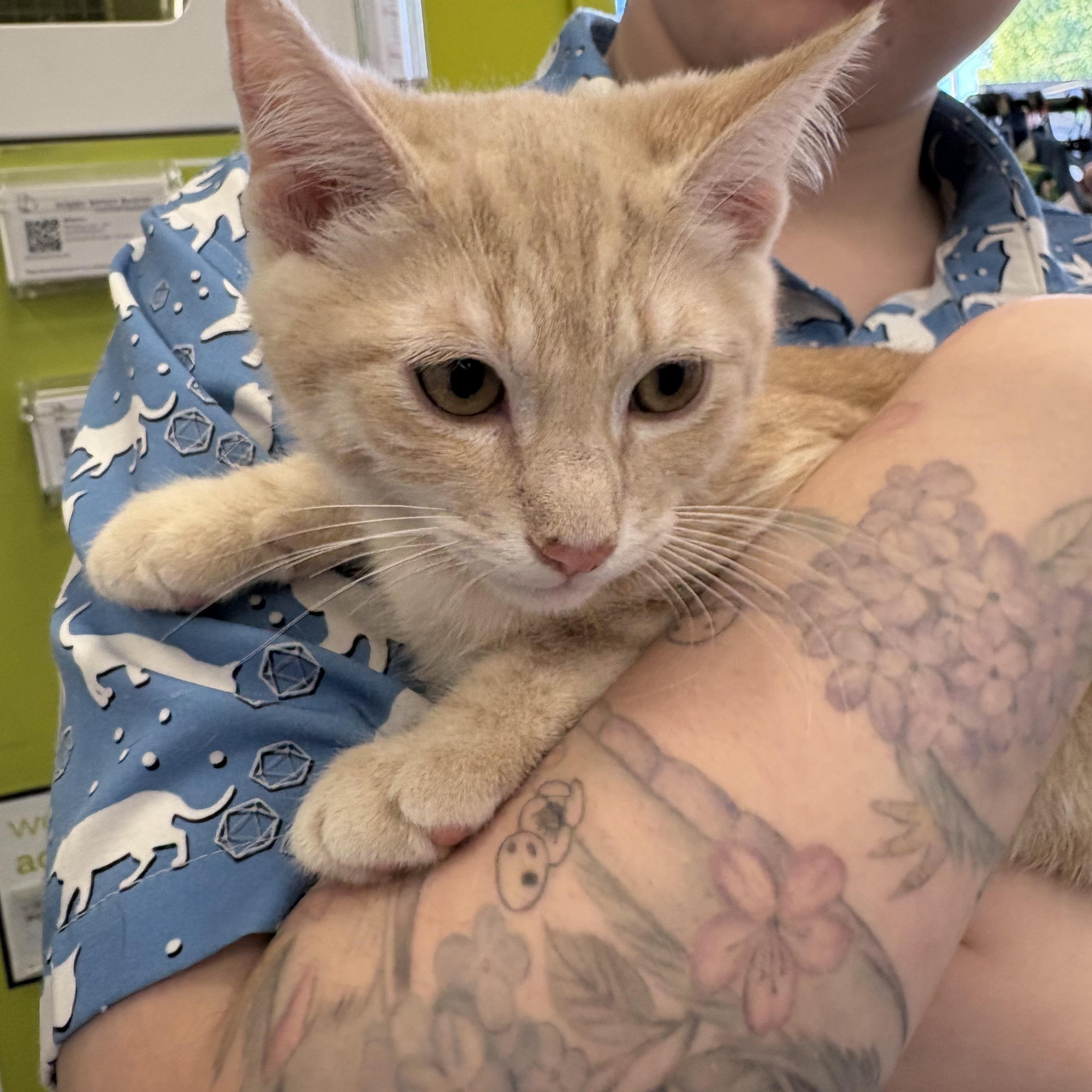 Enlarge John bonded pair with Paul, an adopted Domestic Short Hair in La Canada, CA image 3/3