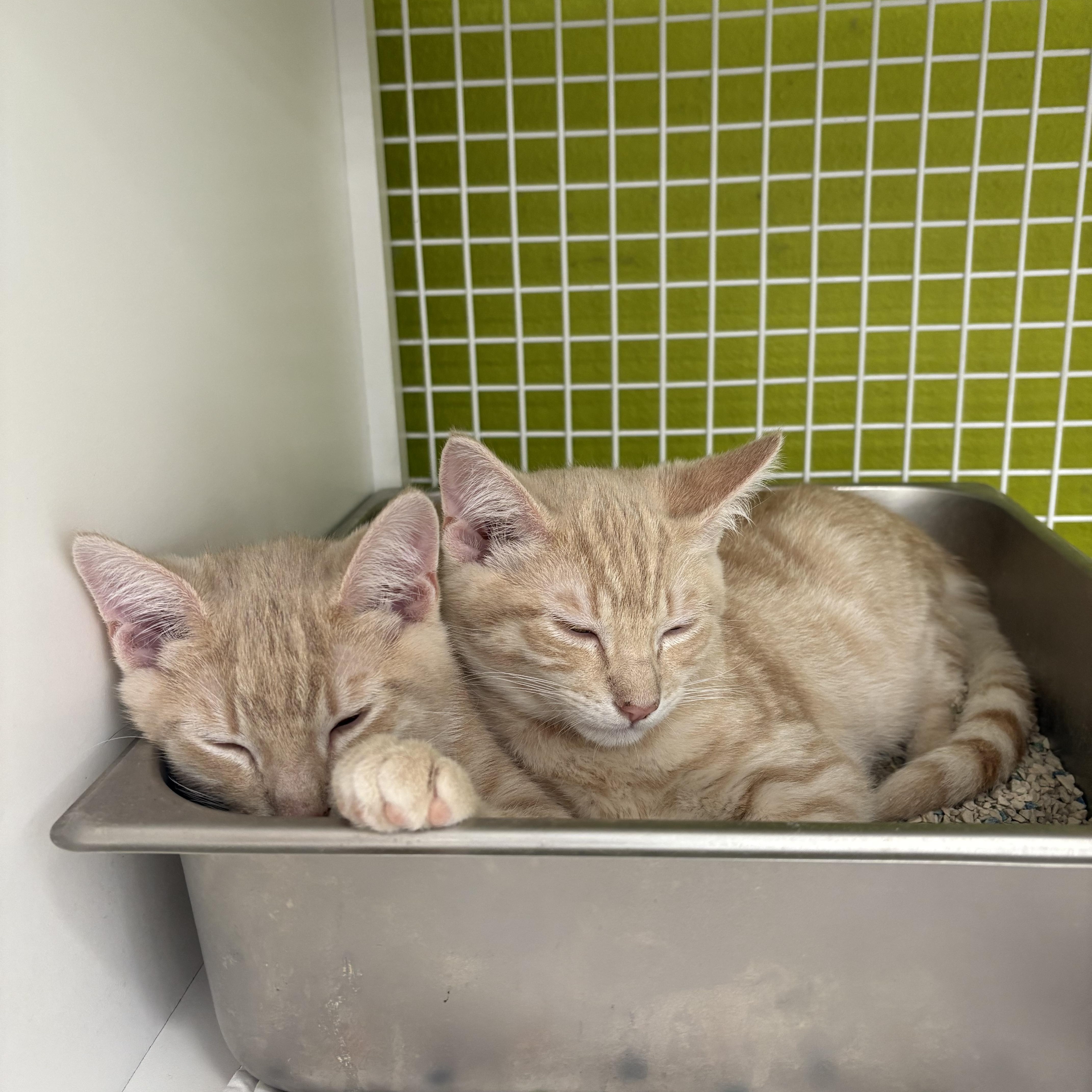 Enlarge John bonded pair with Paul, an adopted Domestic Short Hair in La Canada, CA image 2/3