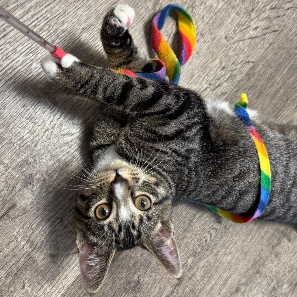 Mouse, Adoptable, Kitten Female Domestic Short Hair.