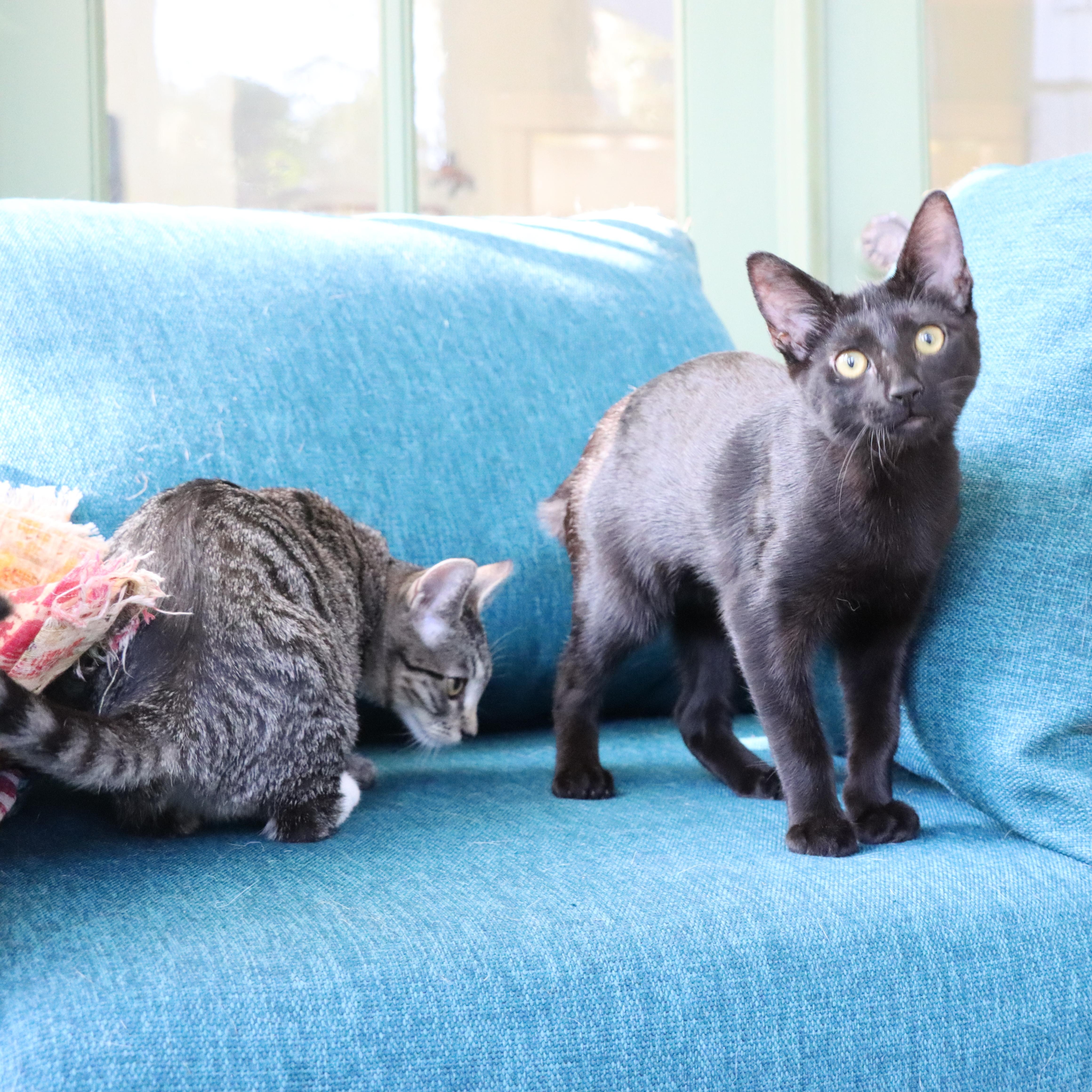 Enlarge Birdie, a Adoptable mixed breed in Hyattsville, MD image 4/6
