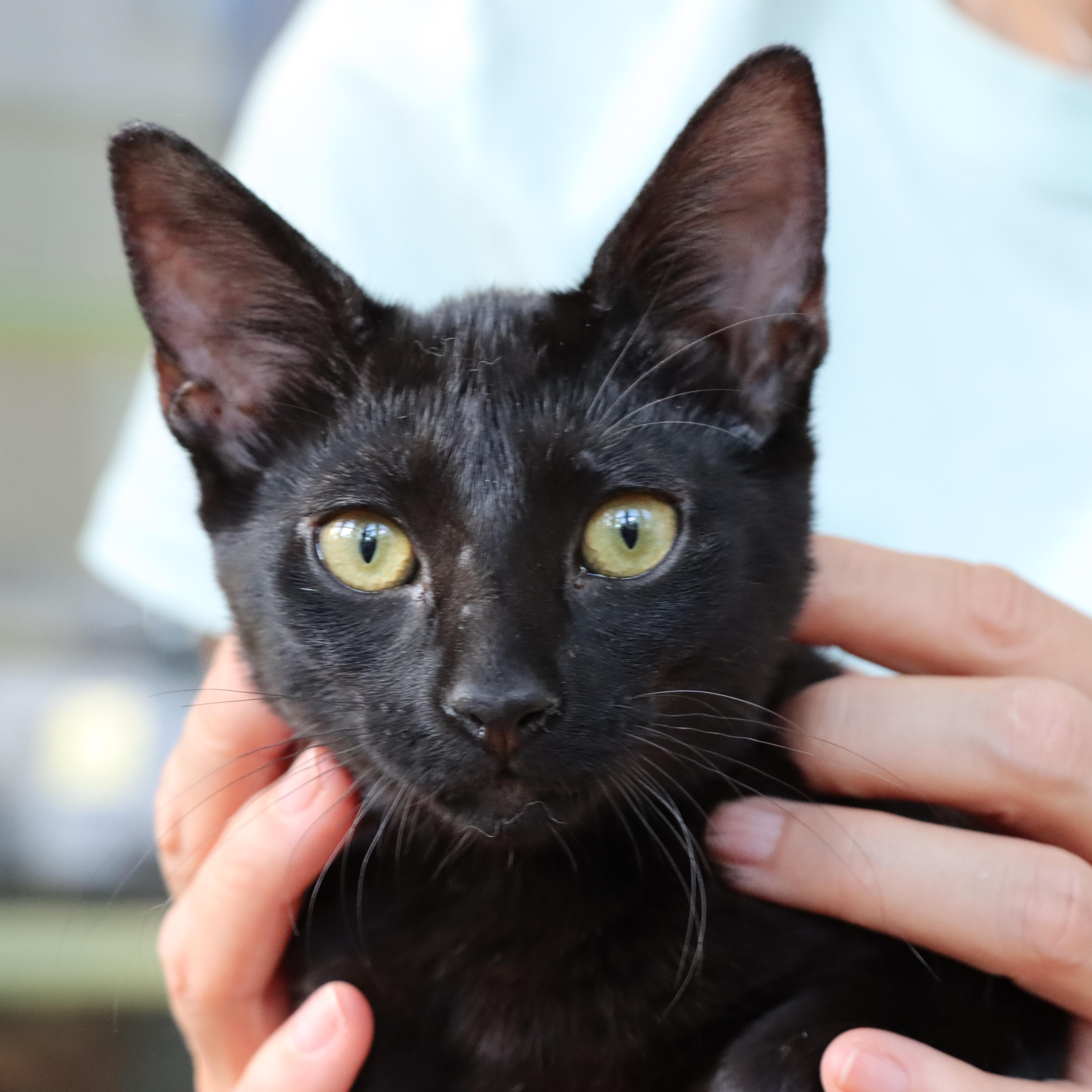 Enlarge Birdie, a Adoptable mixed breed in Hyattsville, MD image 3/6