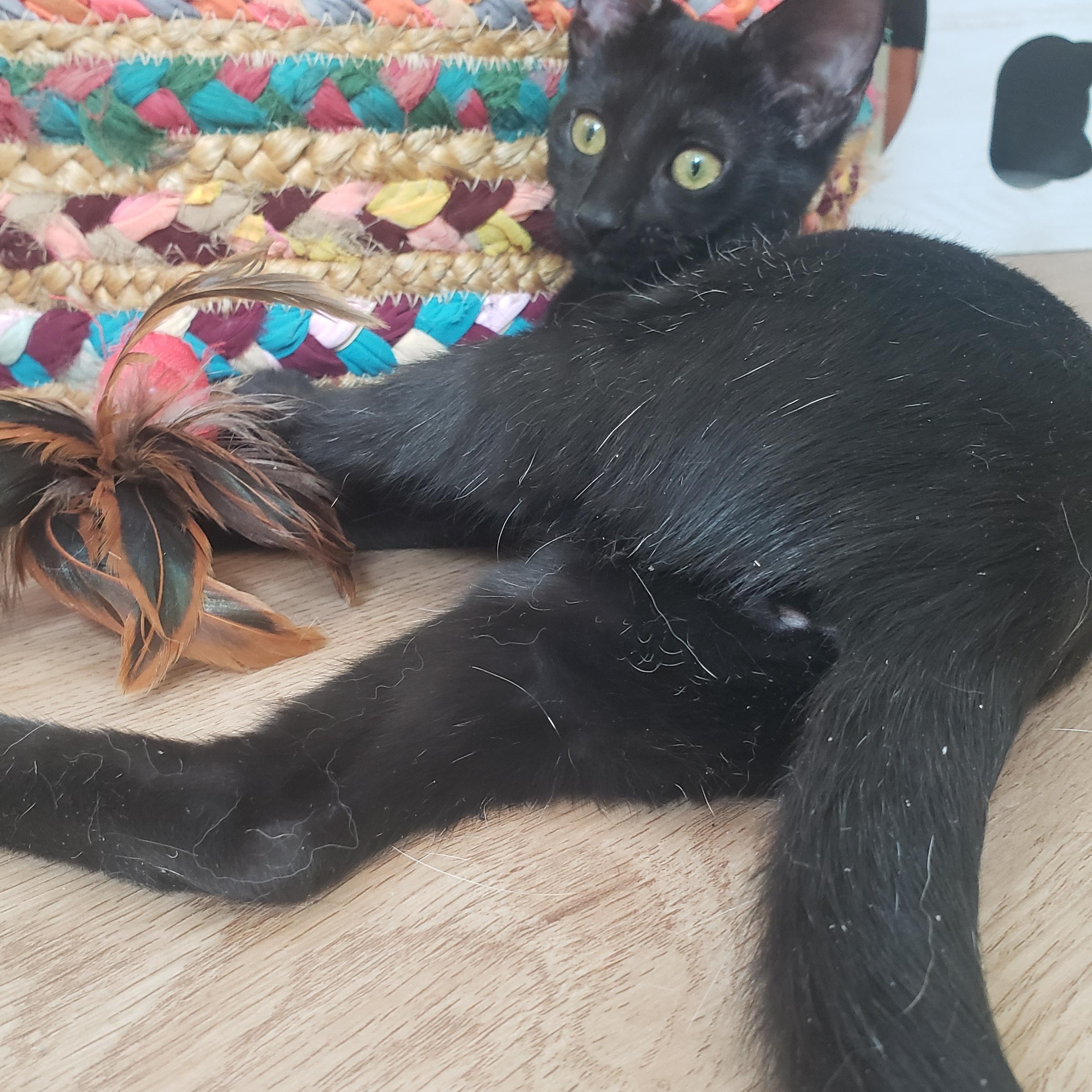 Enlarge Birdie, a Adoptable mixed breed in Hyattsville, MD image 6/6