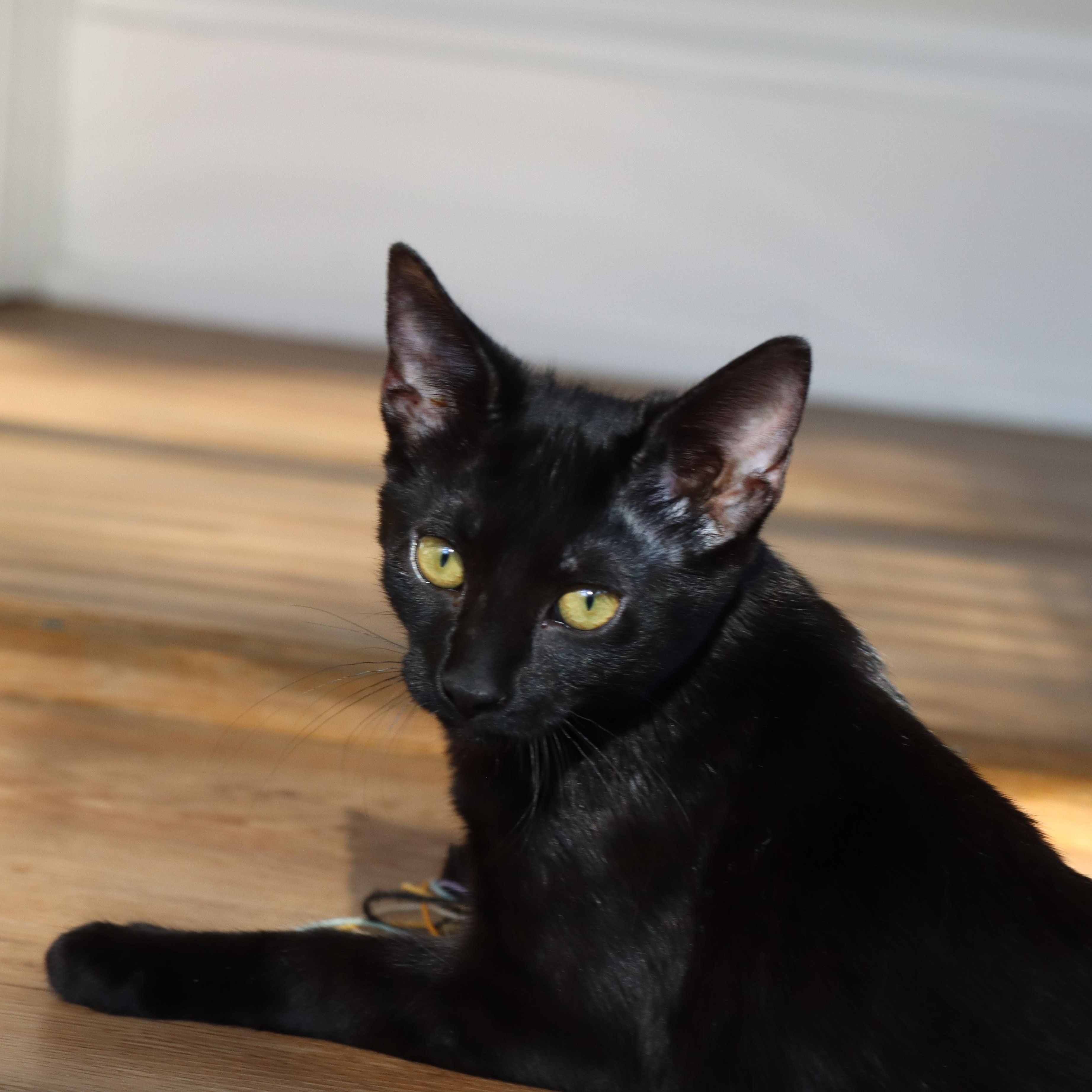Enlarge Birdie, a Adoptable mixed breed in Hyattsville, MD image 5/6