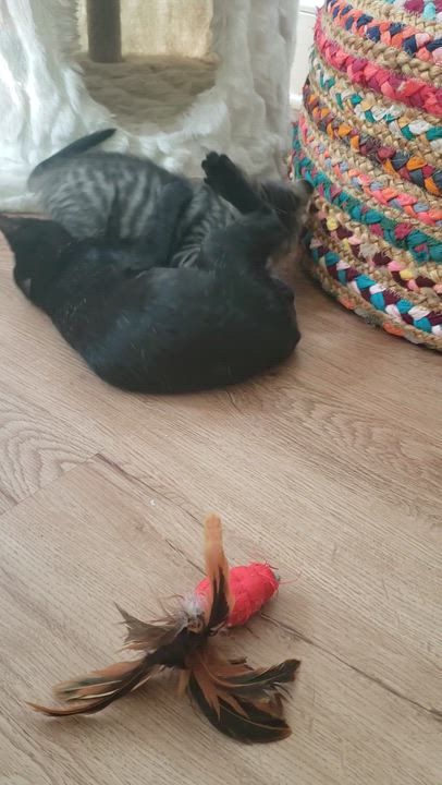 Enlarge Birdie, a Adoptable mixed breed in Hyattsville, MD video 2/6