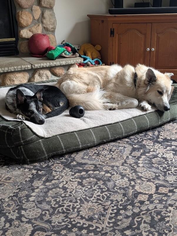 Quaid, Adoptable, Young Male German Shepherd Dog & Mixed Breed.