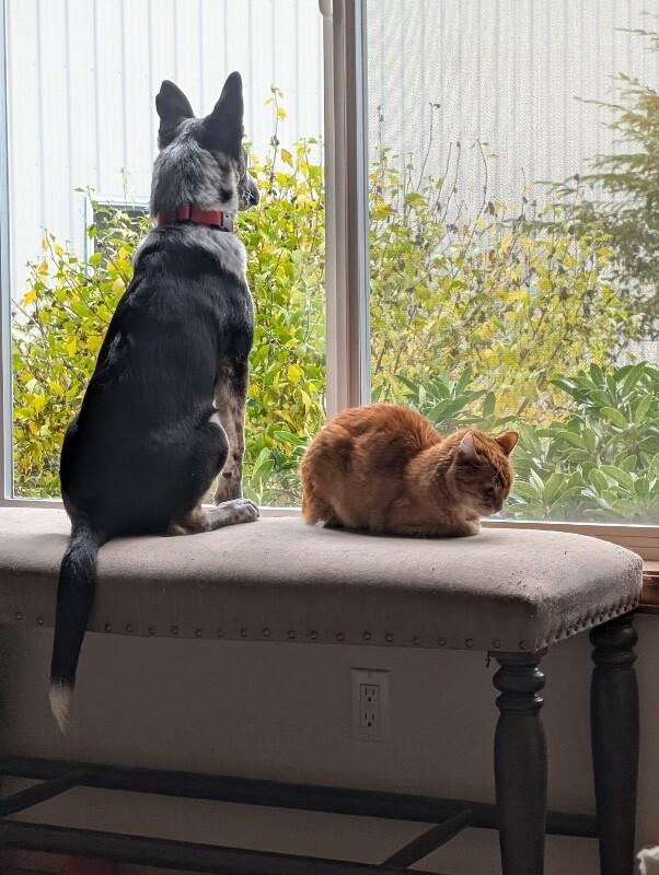 Quaid, a Adoptable mixed breed in Seattle, WA image 2/6