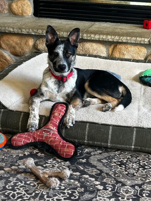 Quaid, a Adoptable mixed breed in Seattle, WA image 3/6