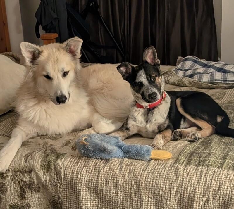 Quaid, a Adoptable mixed breed in Seattle, WA image 5/6