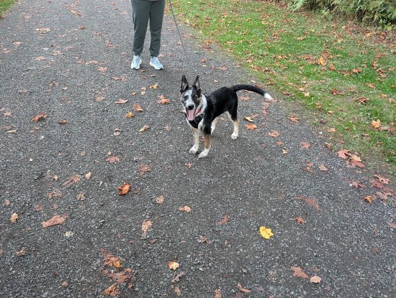 Quaid, a Adoptable mixed breed in Seattle, WA image 6/6