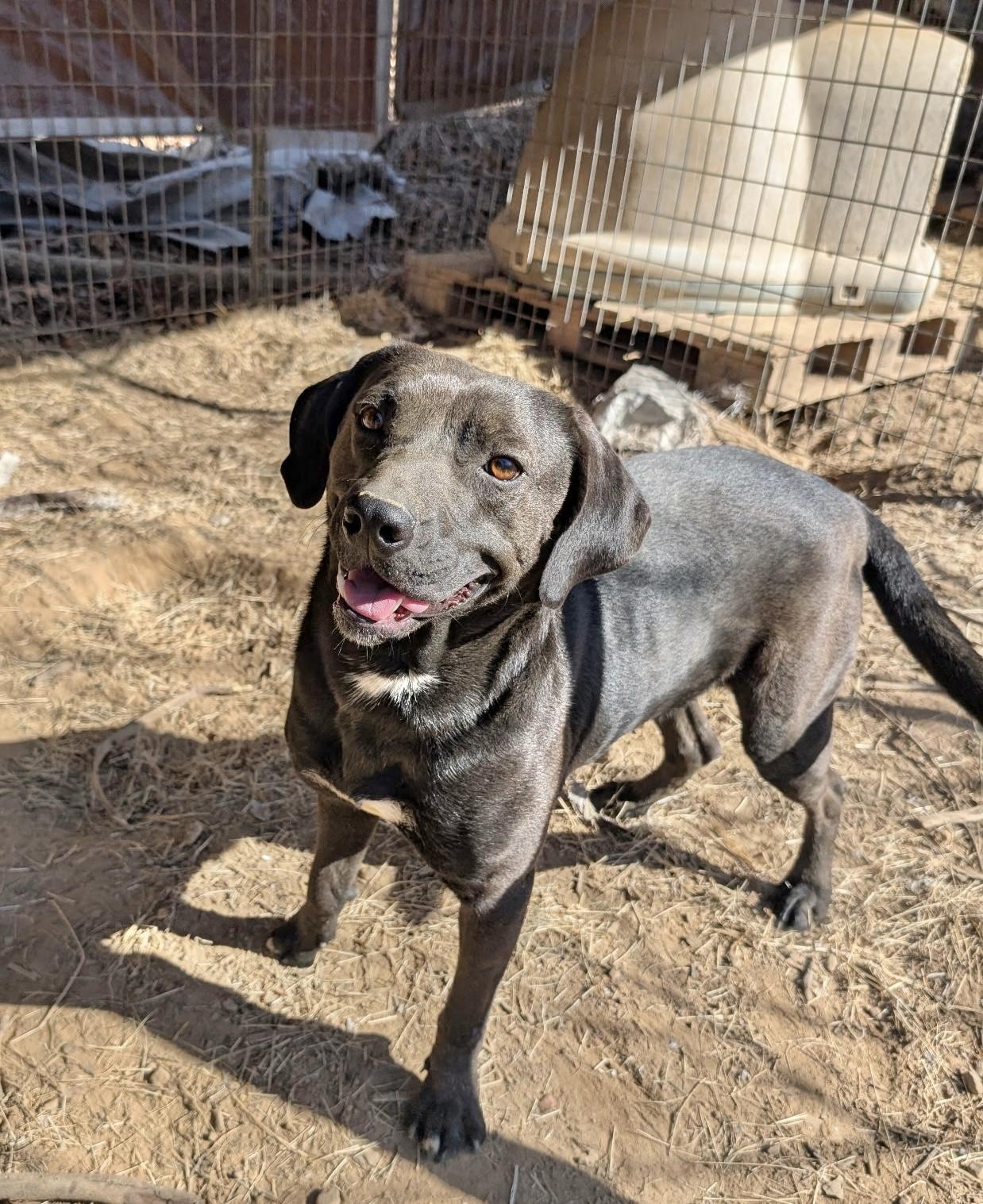 Edge, Adoptable, Adult Male Labrador Retriever.