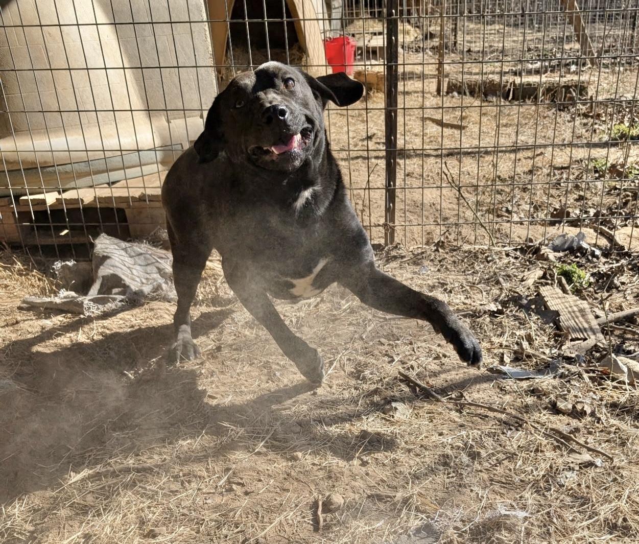 Enlarge Edge, a Adoptable Labrador Retriever in Manchester, CT image 4/5