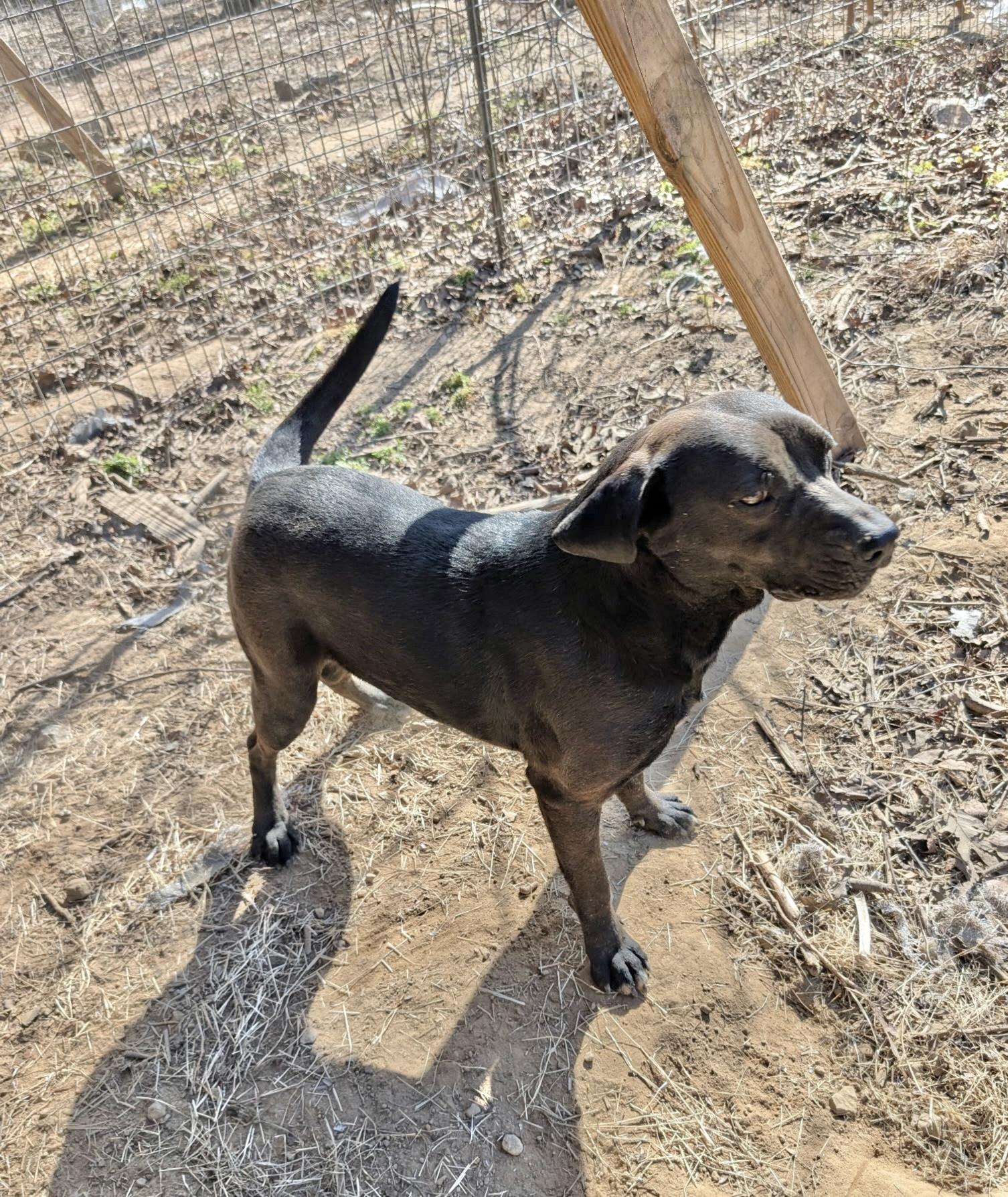 Enlarge Edge, a Adoptable Labrador Retriever in Manchester, CT image 5/5
