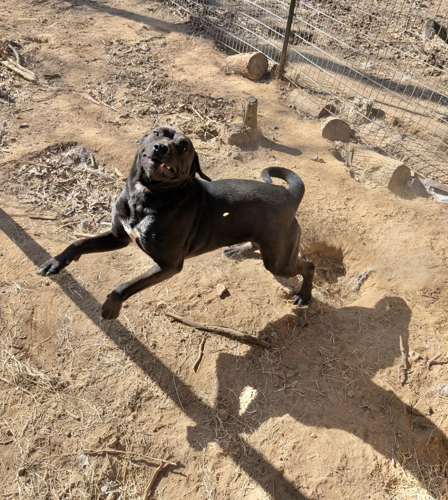 Enlarge Edge, a Adoptable Labrador Retriever in Manchester, CT image 3/5
