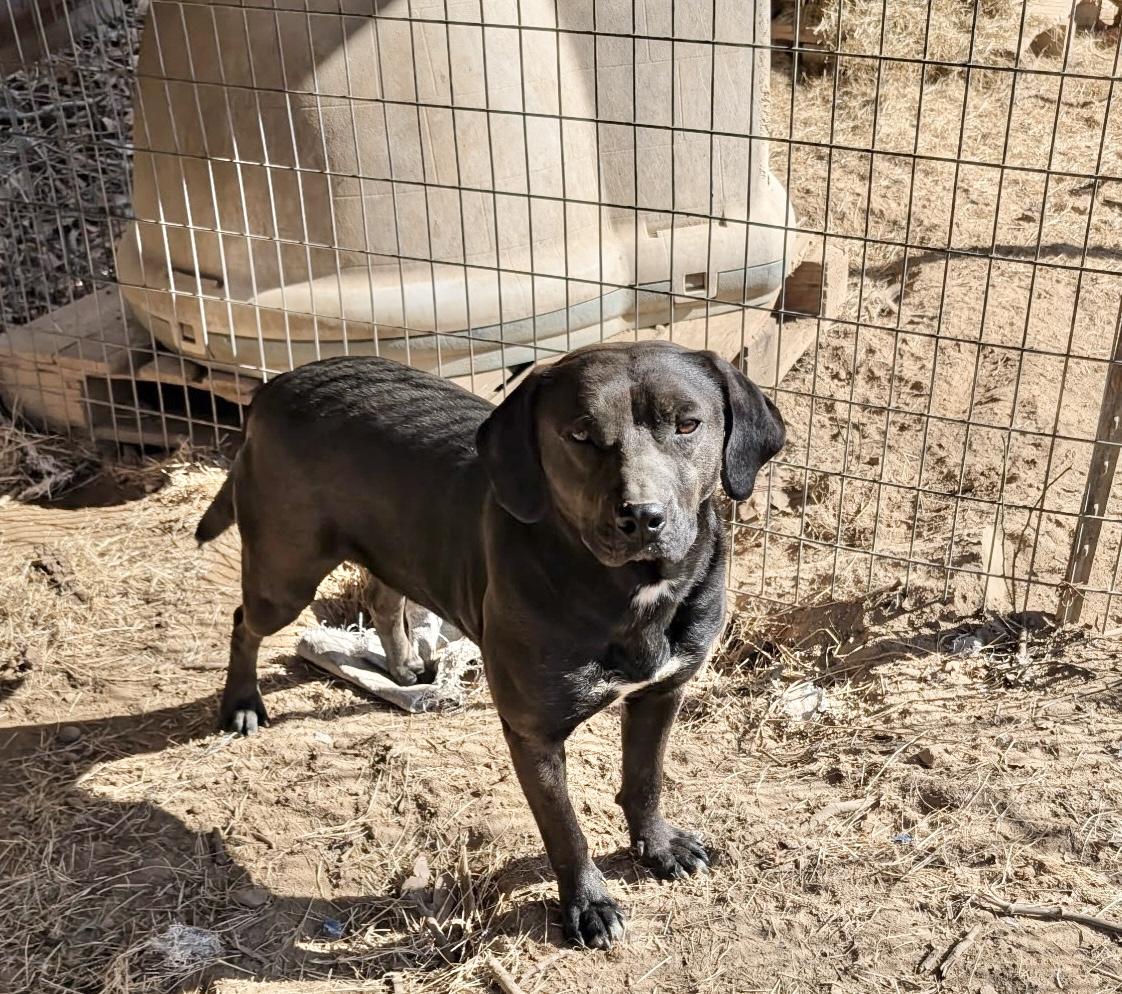 Enlarge Edge, a Adoptable Labrador Retriever in Manchester, CT image 2/5