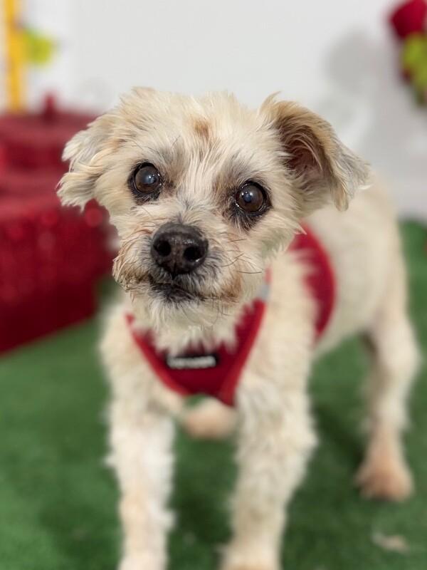 Enlarge Wilfred, a Adoptable mixed breed in Santa Ana, CA image 1/1