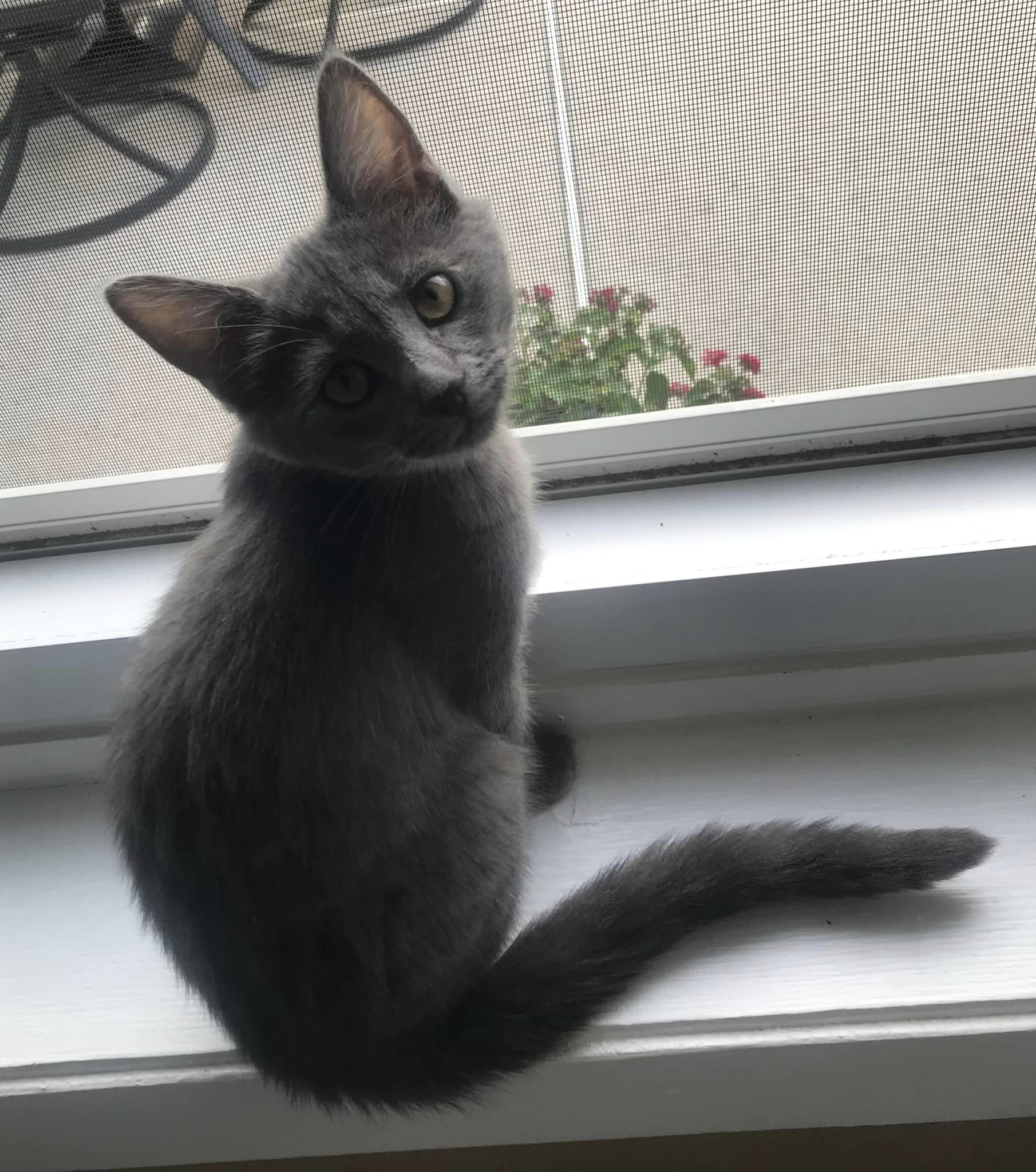 Cat for adoption Maeve, a Domestic Short Hair in Clayton, NJ Petfinder