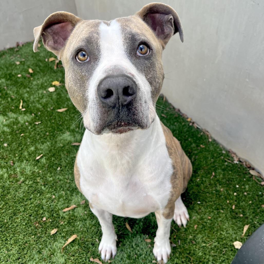 Enlarge Elvis, a Adoptable mixed breed in Fredericksburg, TX image 1/6