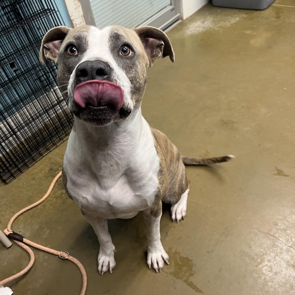 Enlarge Elvis, a Adoptable mixed breed in Fredericksburg, TX image 2/6