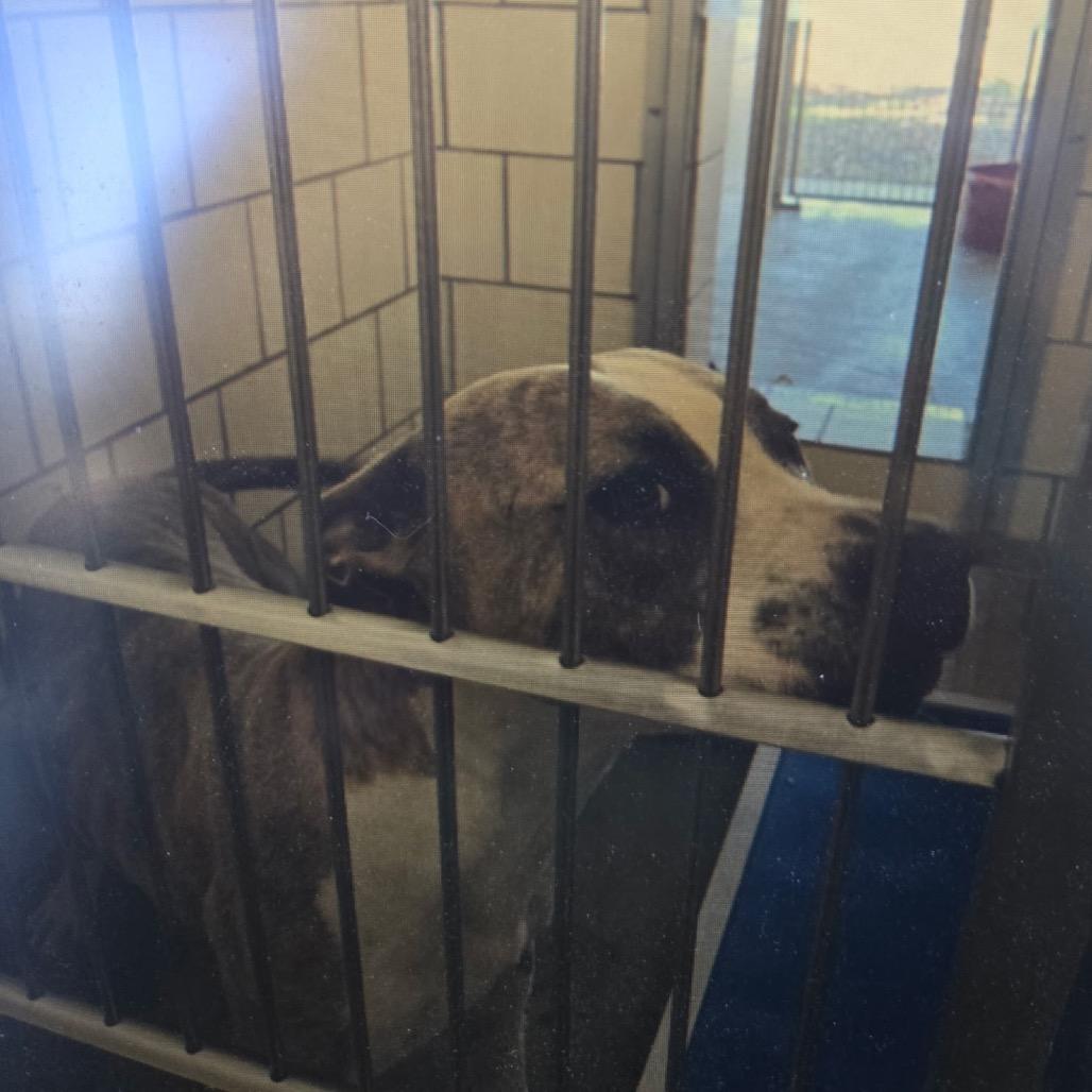 Enlarge Elvis, a Adoptable mixed breed in Fredericksburg, TX image 3/6