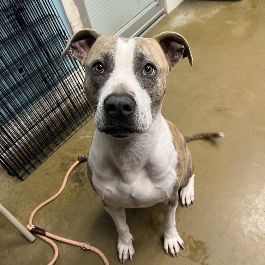 Enlarge Elvis, a Adoptable mixed breed in Fredericksburg, TX image 4/6