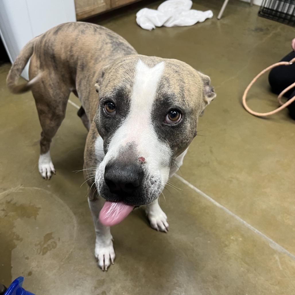 Enlarge Elvis, a Adoptable mixed breed in Fredericksburg, TX image 5/6