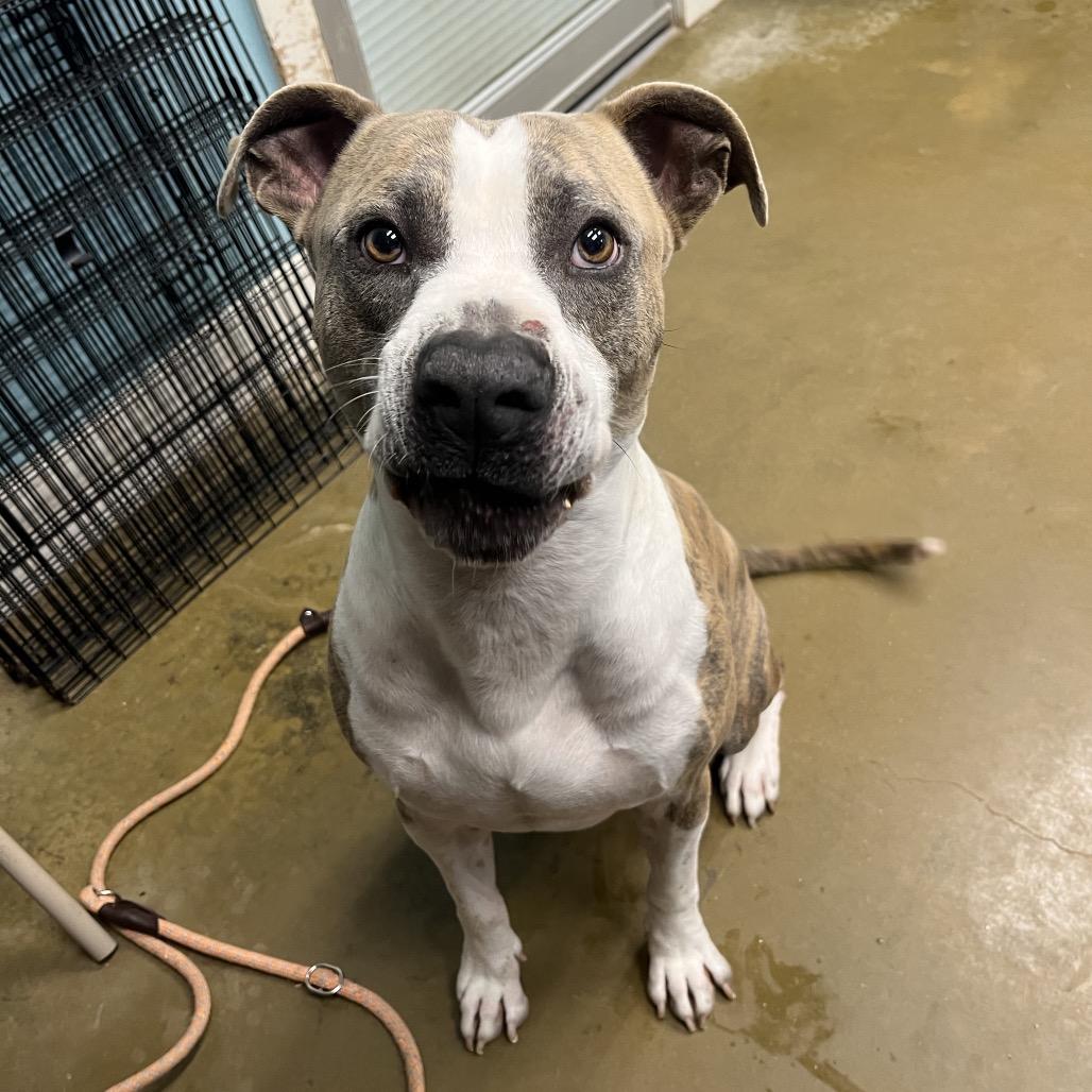 Enlarge Elvis, a Adoptable mixed breed in Fredericksburg, TX image 6/6