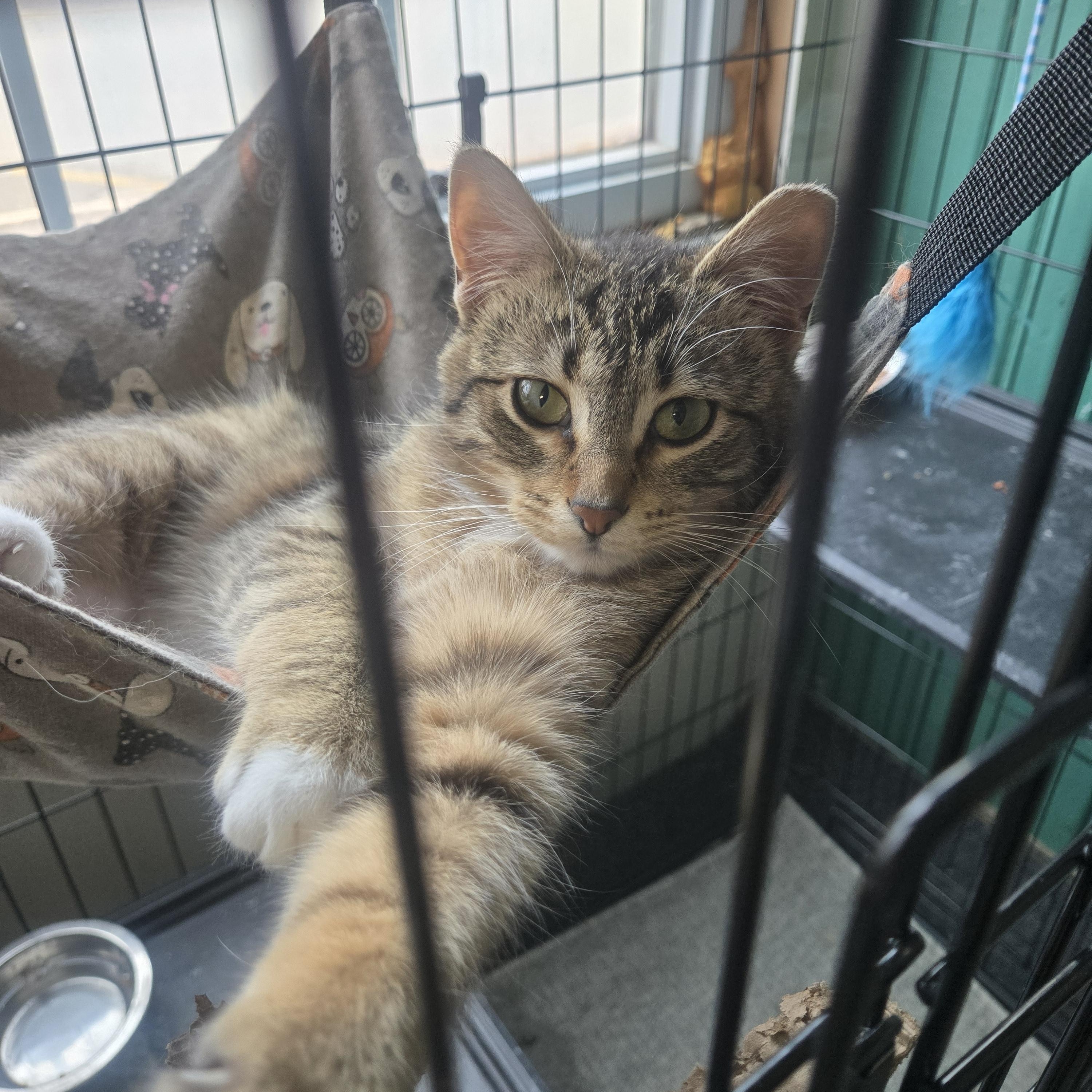 Rylee, an adoptable Domestic Short Hair in Reeseville, WI, 53579 | Photo Image 2