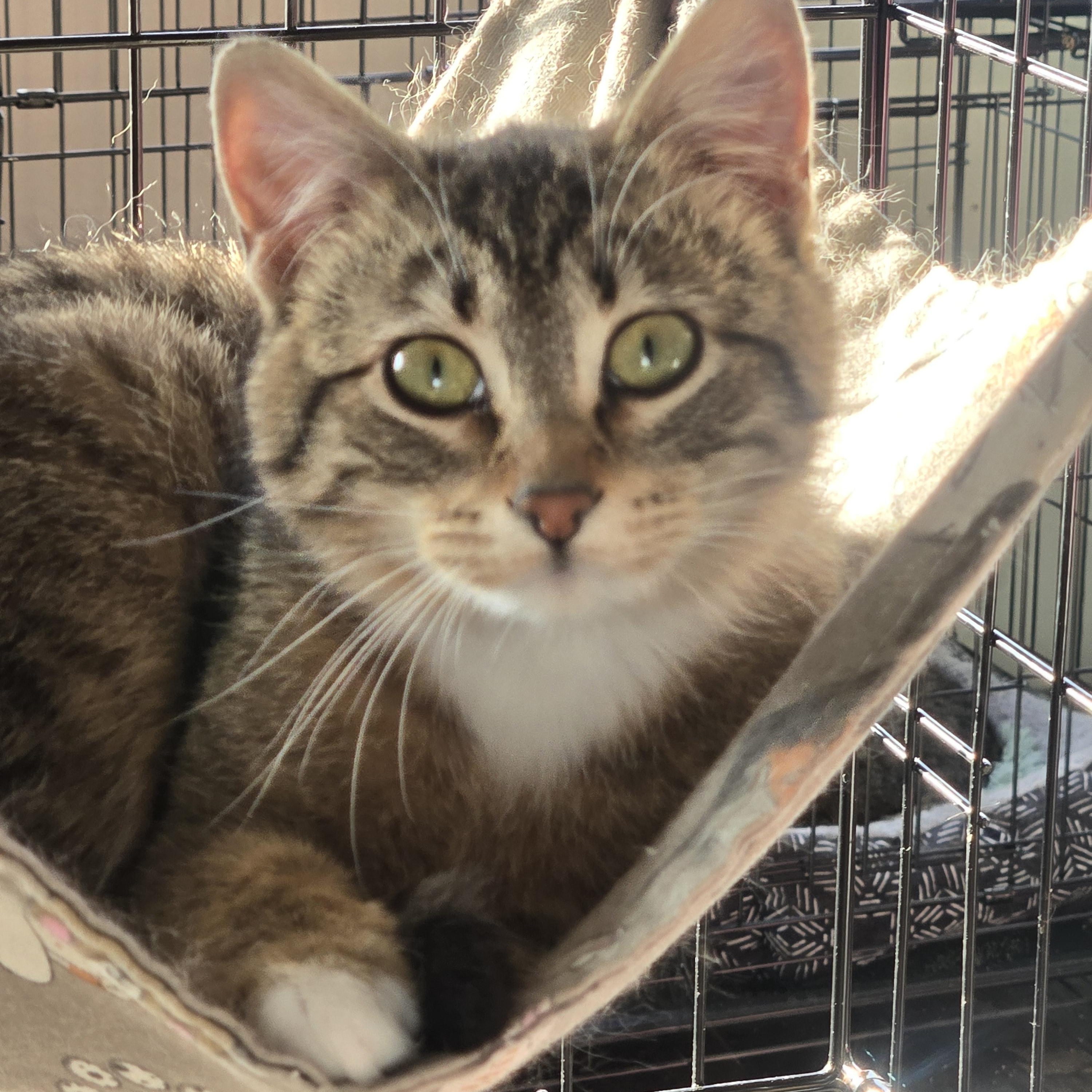 Rylee, an adoptable Domestic Short Hair in Reeseville, WI, 53579 | Photo Image 1