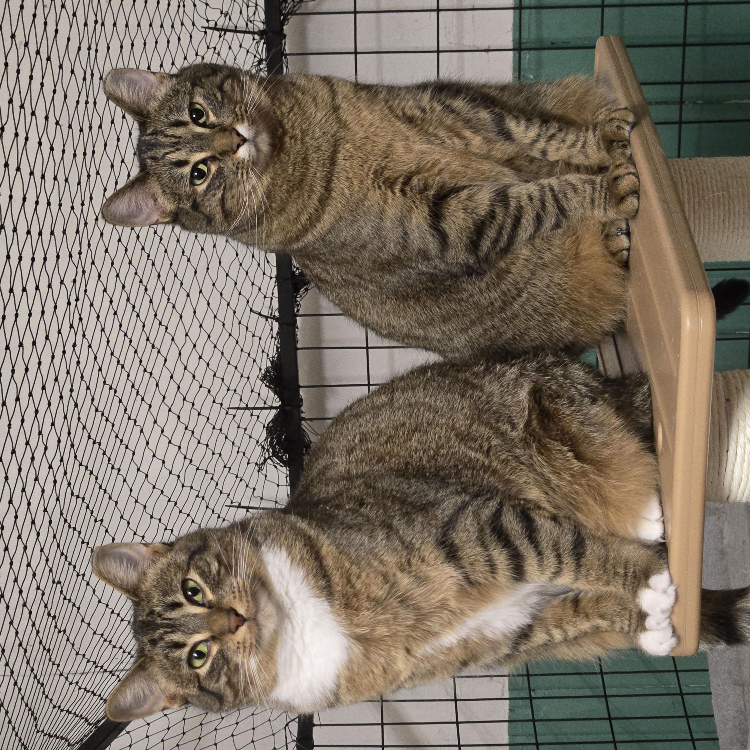 Enlarge Rylee ( bonded with Reese), a Adoptable Domestic Short Hair in Reeseville, WI image 2/3