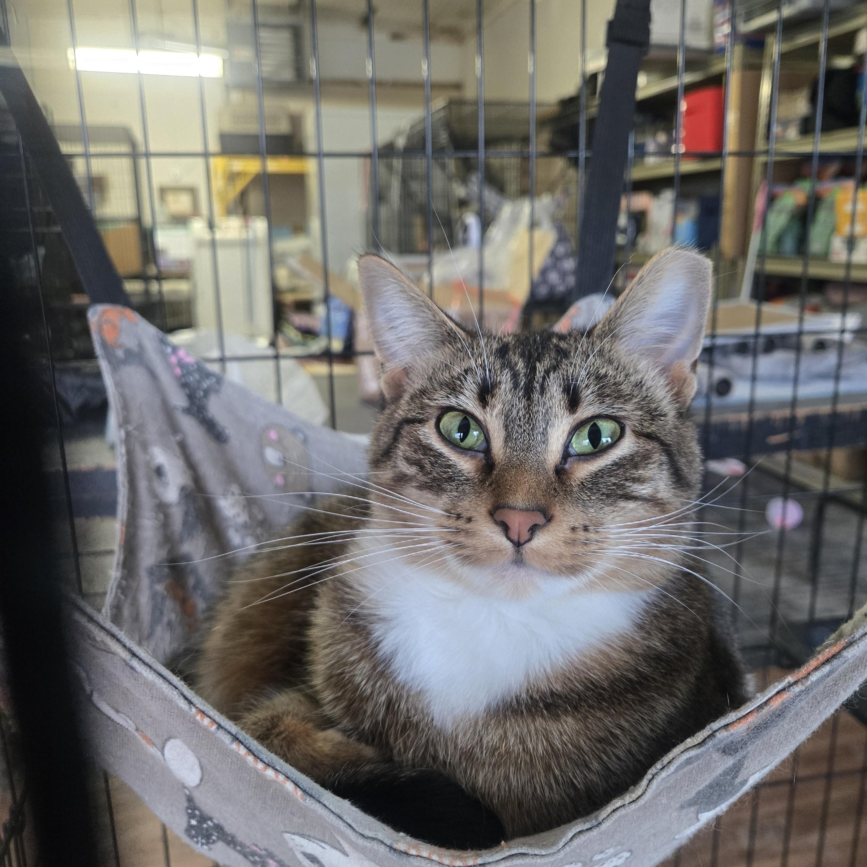 Enlarge Rylee ( bonded with Reese), a Adoptable Domestic Short Hair in Reeseville, WI image 1/3