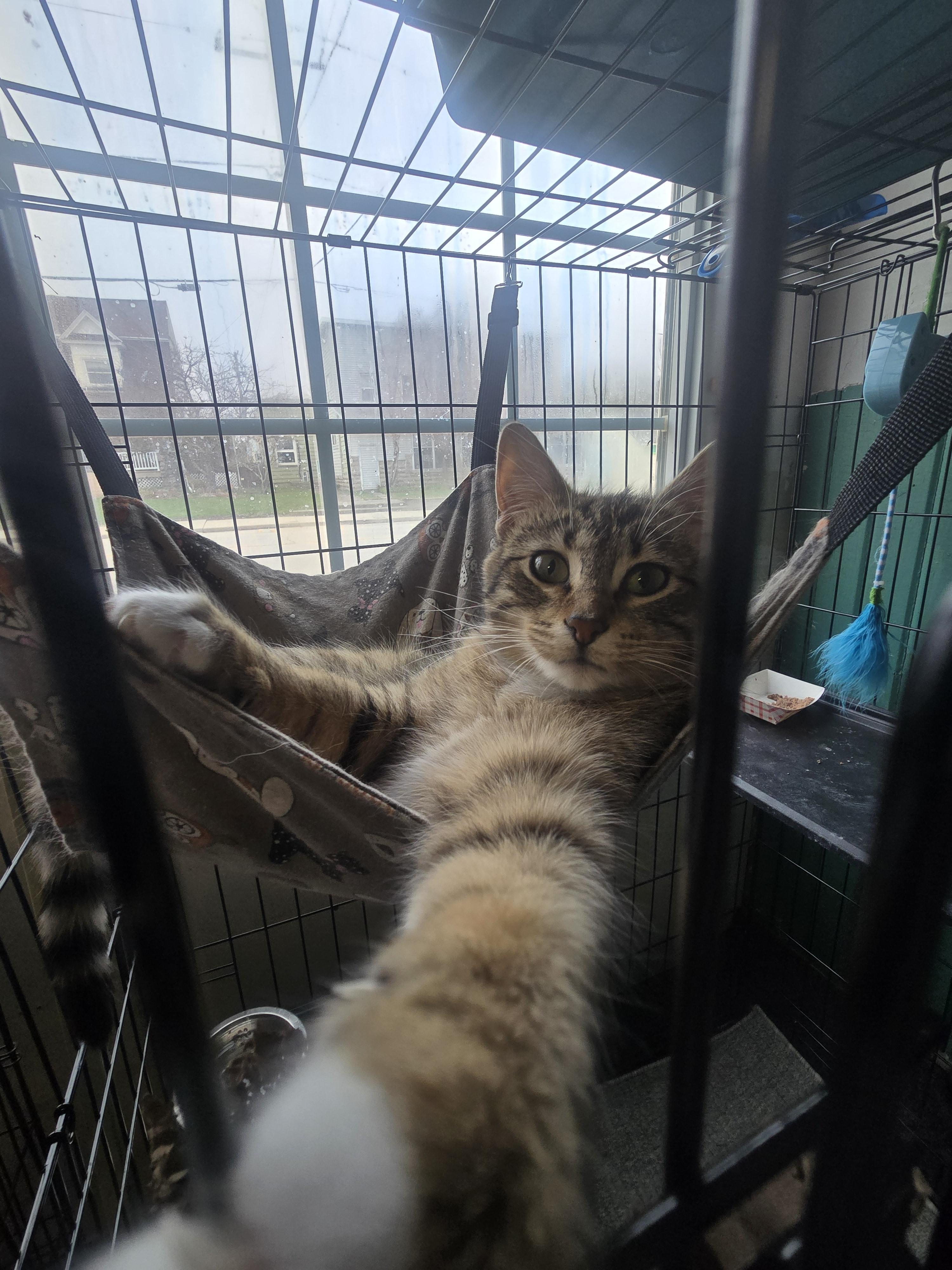 Rylee, an adoptable Domestic Short Hair in Reeseville, WI, 53579 | Photo Image 3