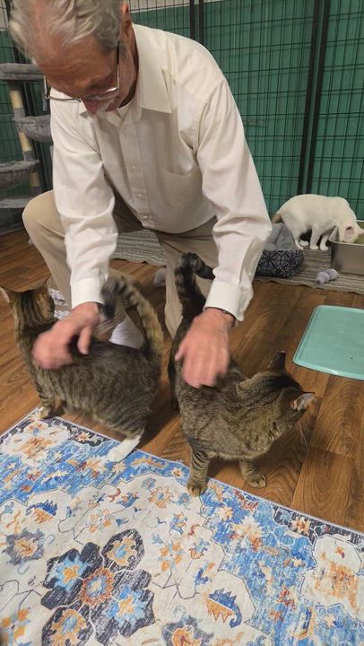 Enlarge Rylee ( bonded with Reese), a Adoptable Domestic Short Hair in Reeseville, WI video 3/3