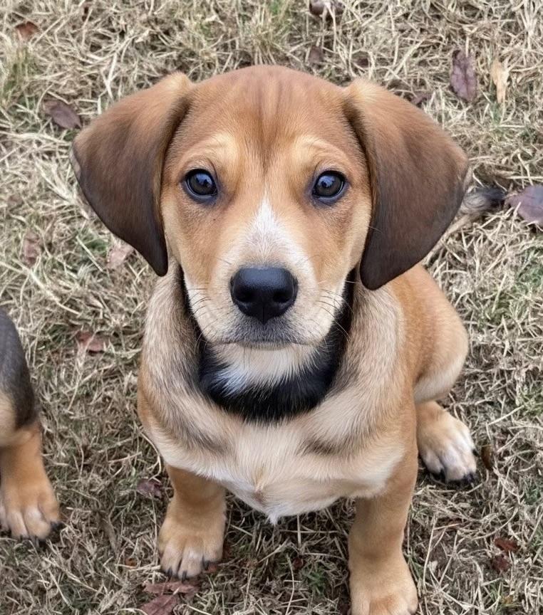 ABIGAIL, ADOPTABLE, Puppy Female Beagle & Hound.