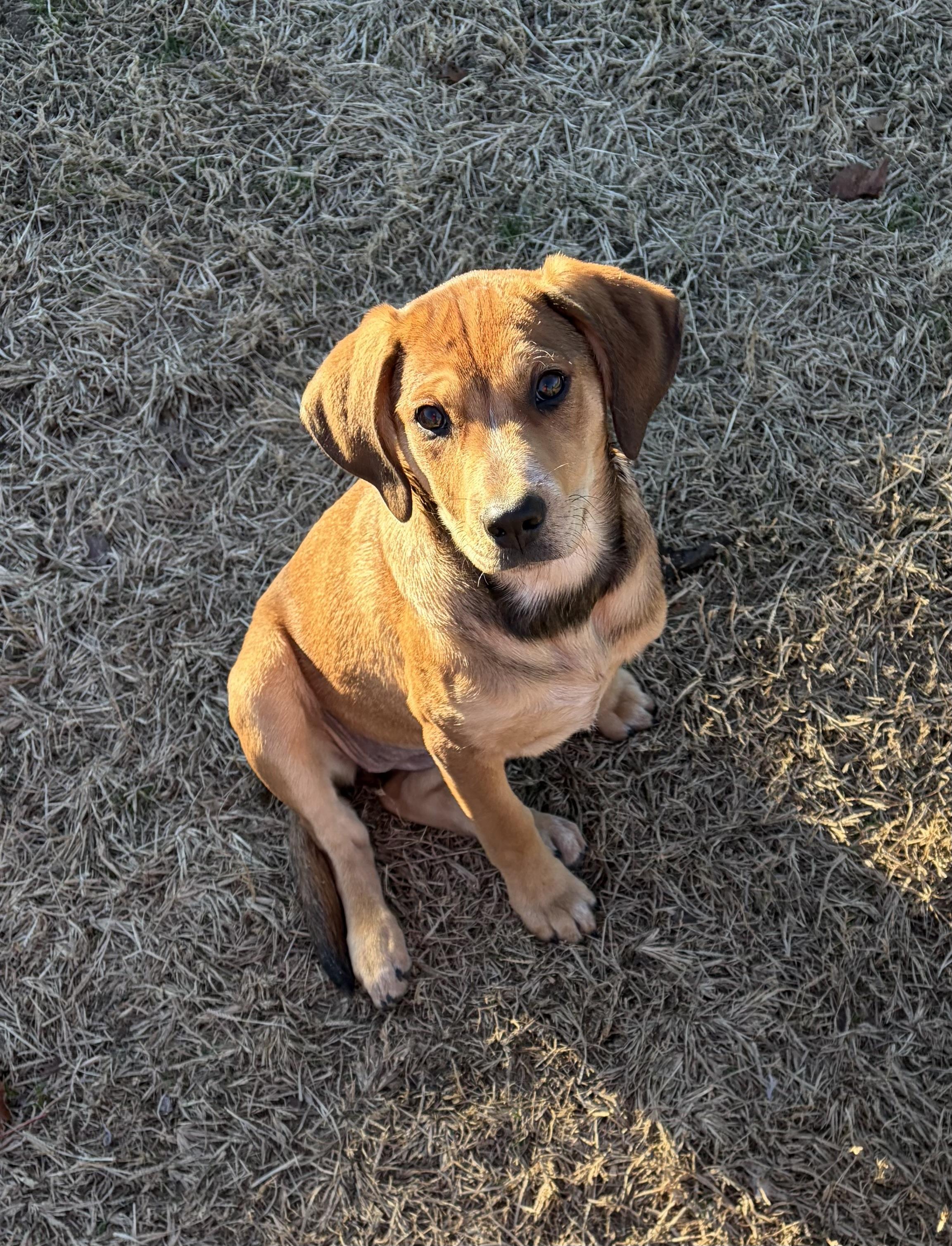 Enlarge ABIGAIL, a ADOPTABLE mixed breed in Dumont, NJ image 2/5