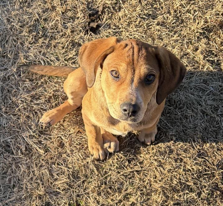 Enlarge ABIGAIL, a ADOPTABLE mixed breed in Dumont, NJ image 5/5