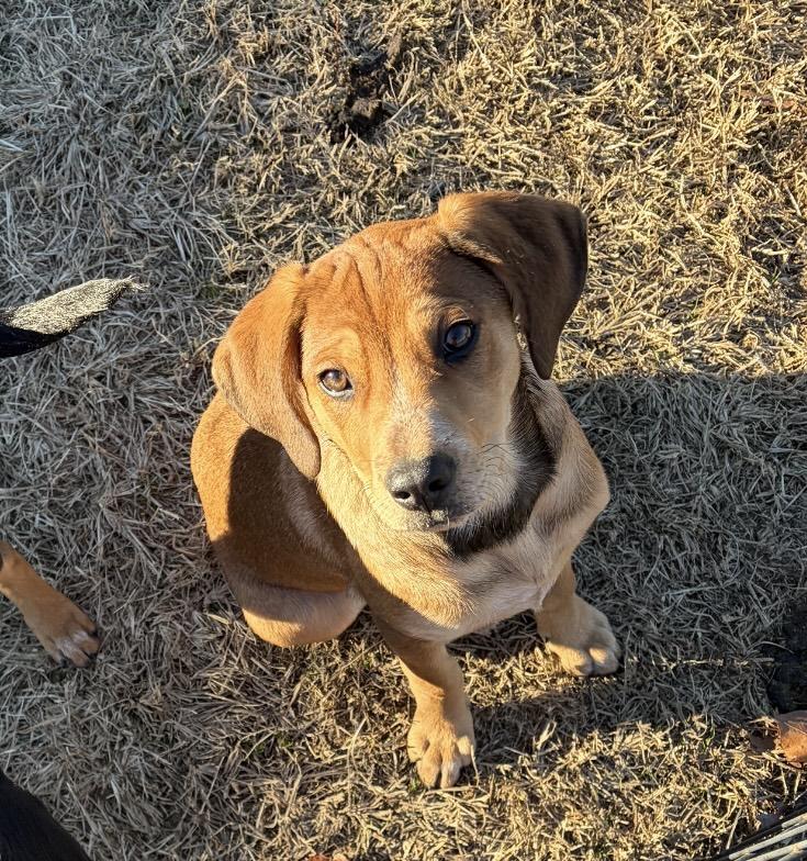 Enlarge ABIGAIL, a ADOPTABLE mixed breed in Dumont, NJ image 4/5