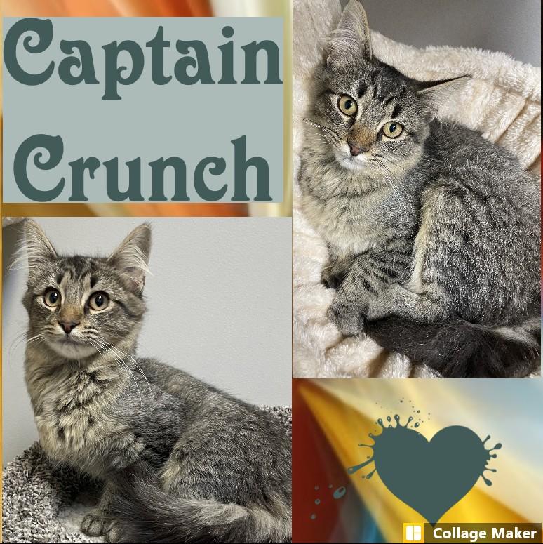 Captain Crunch - Adoptable Pet | Petfinder